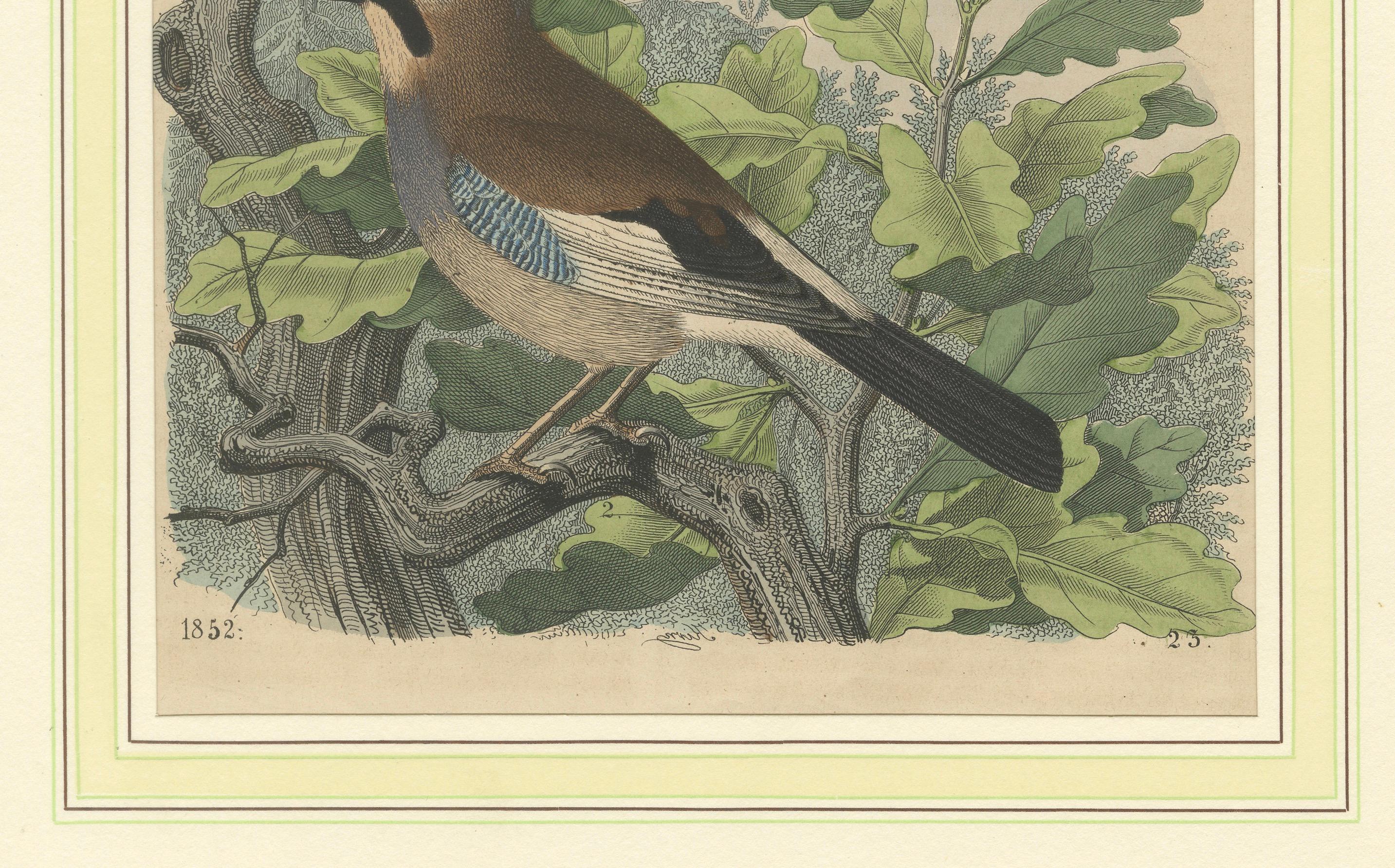 Questa stampa è datata 1852 e sembra essere un'illustrazione ornitologica di ghiandaie (in tedesco 