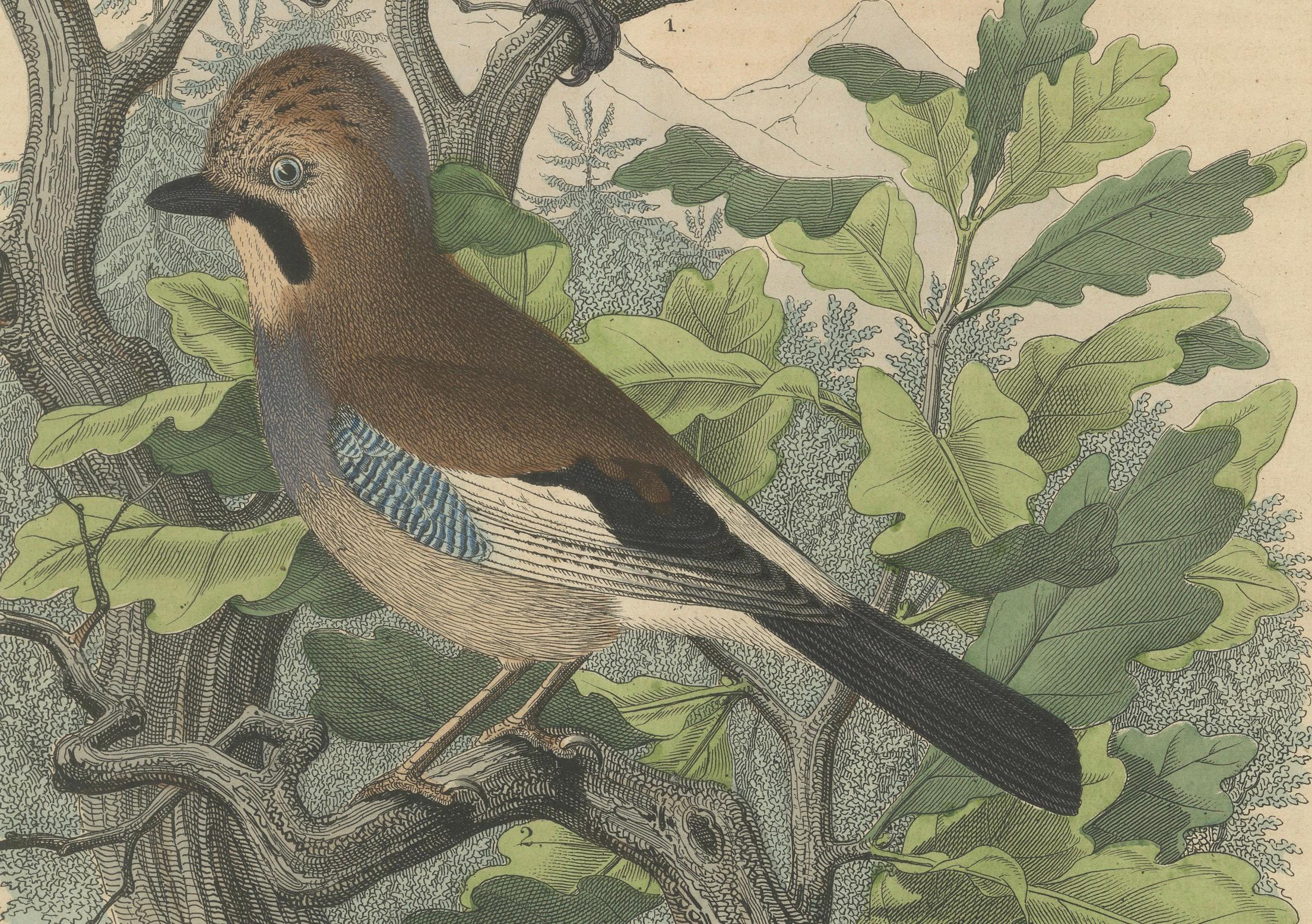 Ghiandaia eurasiatica e codirosso comune, stampa ornitologica colorata a mano, 1852 In condizioni buone a Langweer, NL