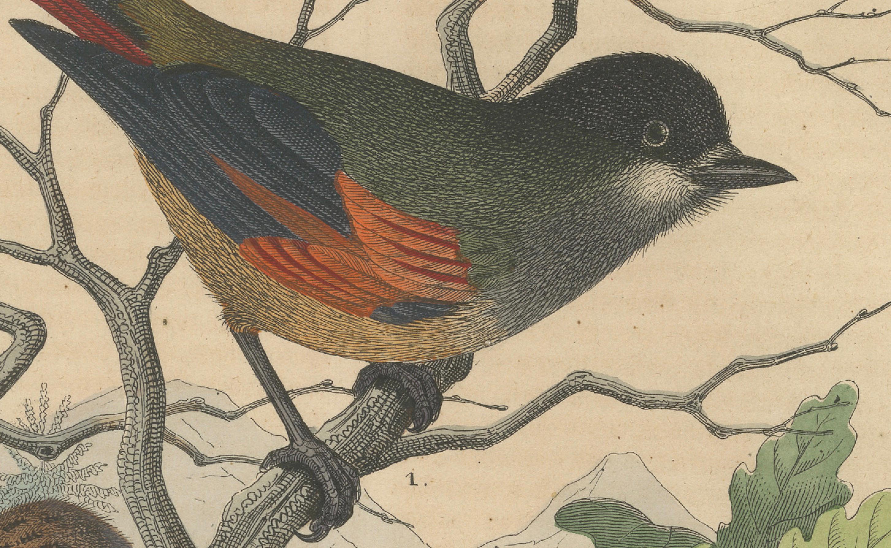 Metà XIX secolo Ghiandaia eurasiatica e codirosso comune, stampa ornitologica colorata a mano, 1852
