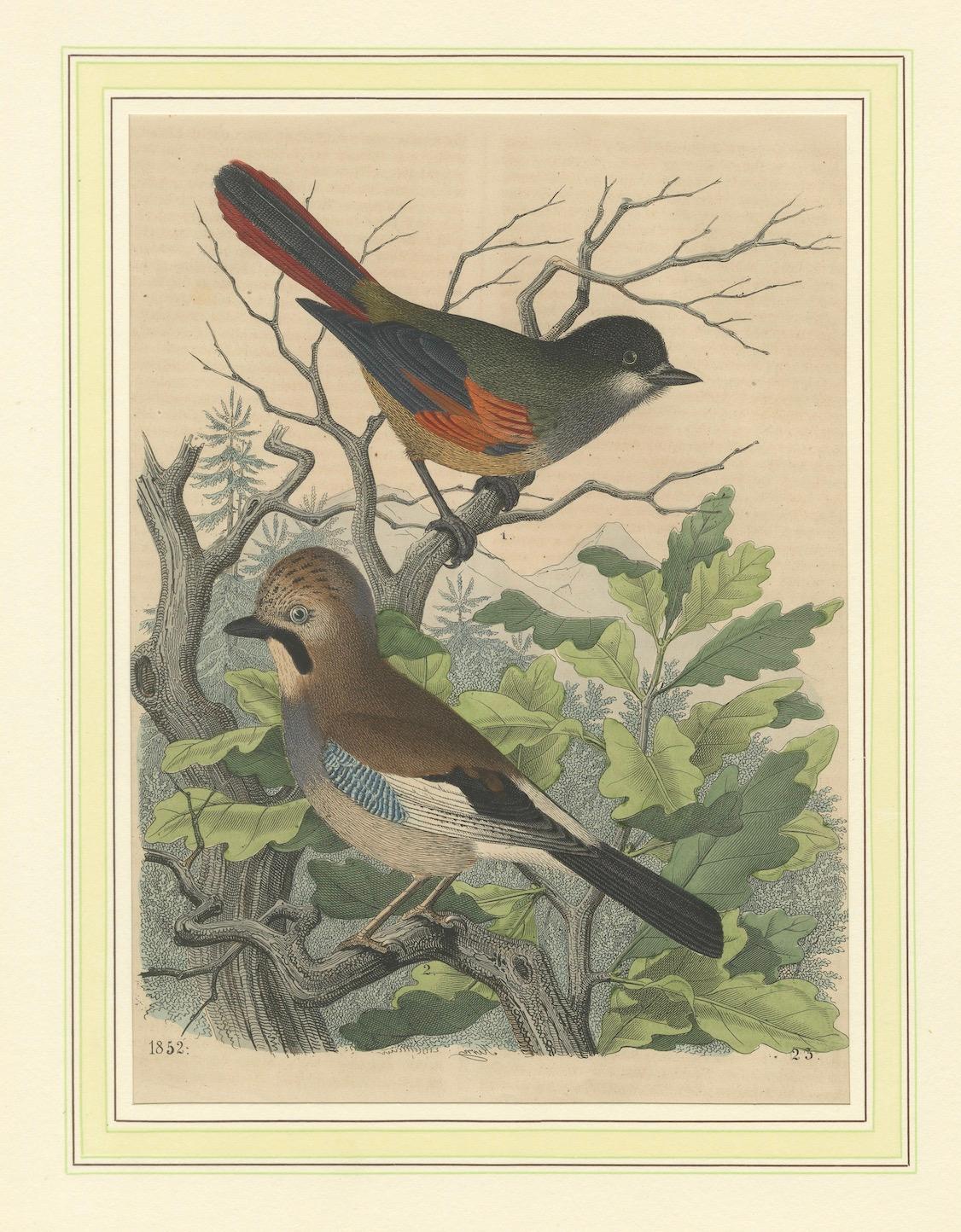 Carta Ghiandaia eurasiatica e codirosso comune, stampa ornitologica colorata a mano, 1852