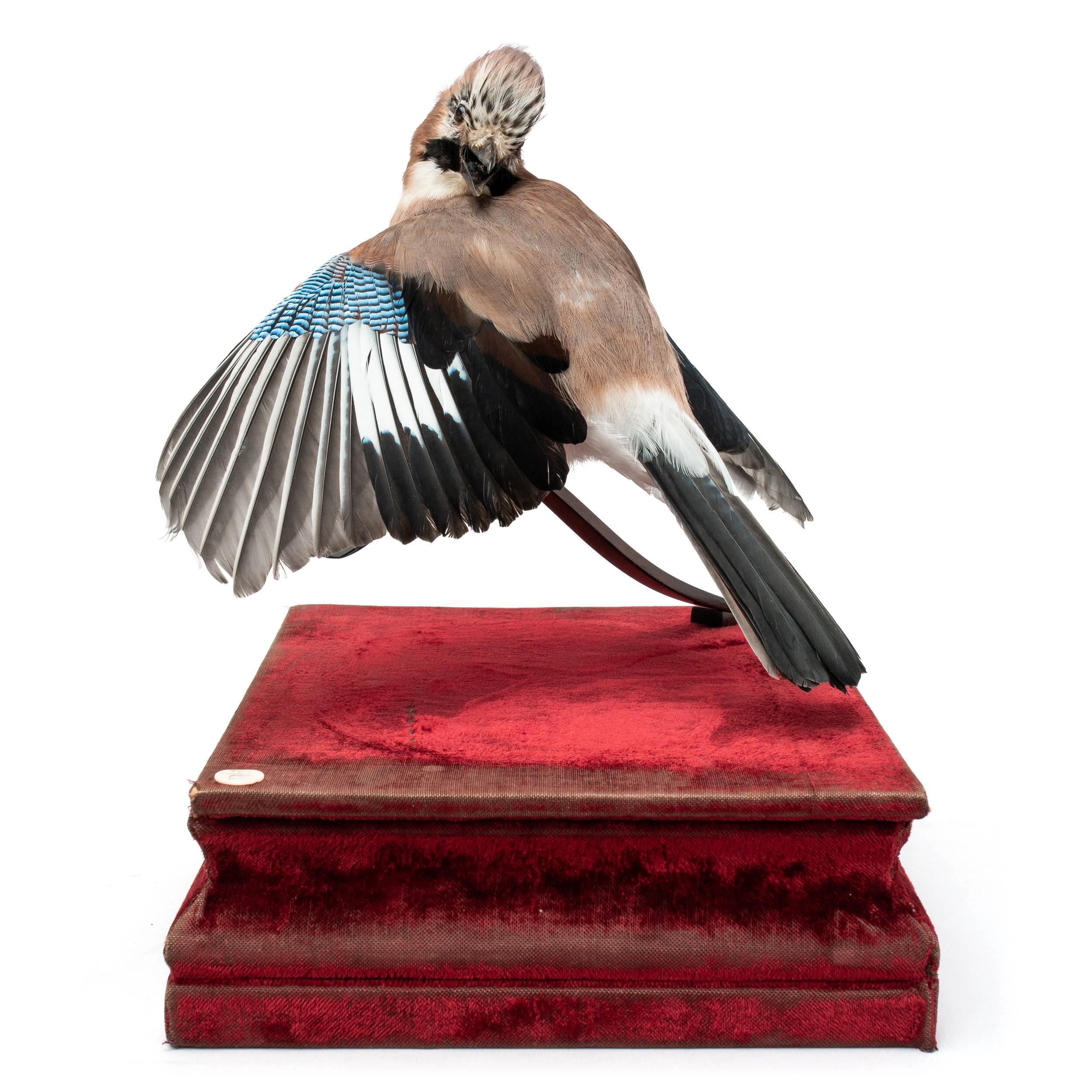 ‘Stills from a Courtship Dance’ is a series of fine taxidermy works with smaller exotic (rare) birds. Sinke and van Tongeren created this series of birds as if they suddenly seemed frozen during the lascivious work put into their mating