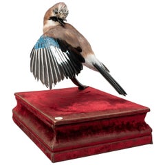 Eurasian jay Fine Taxidermy by DS&vT