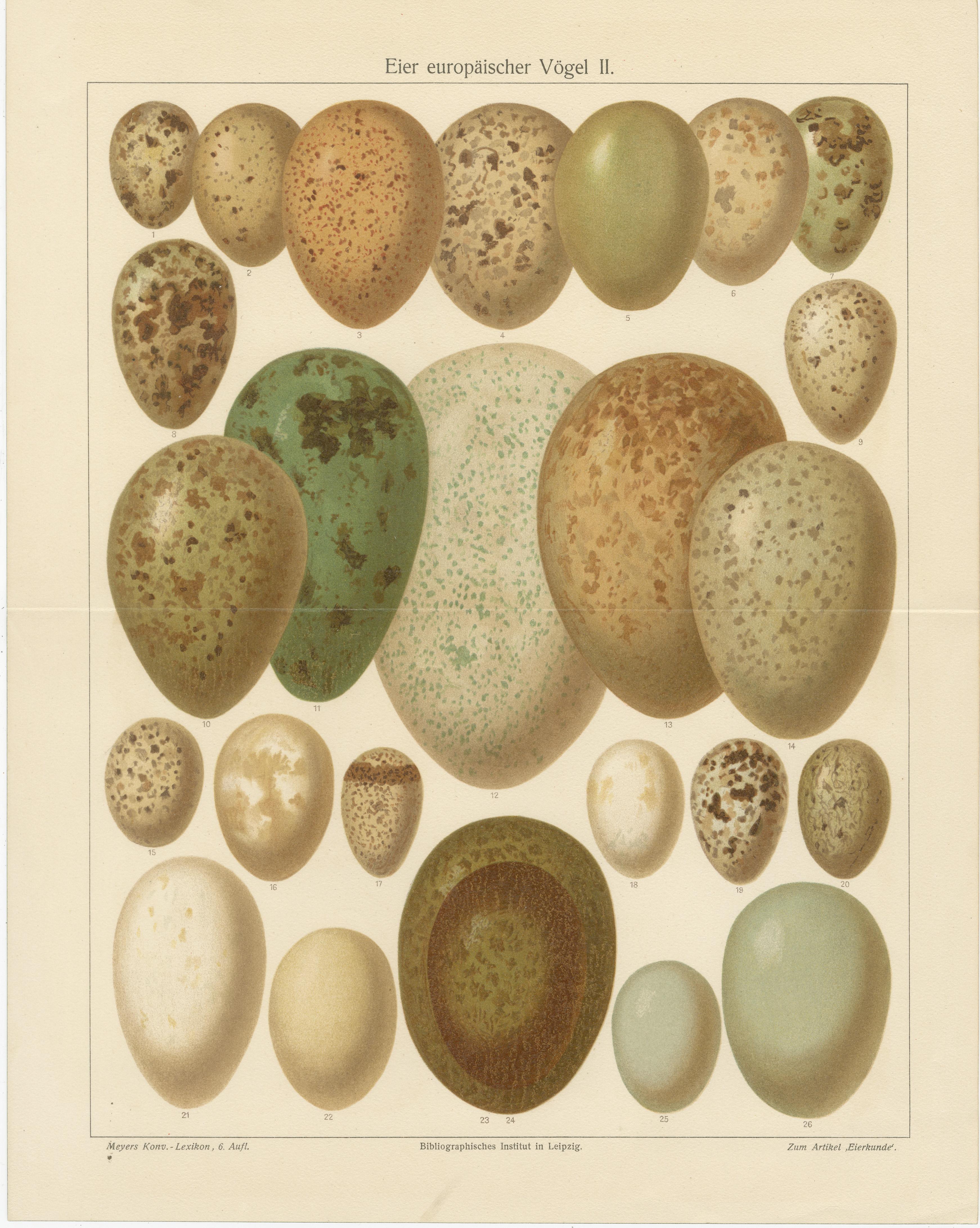 European Bird Eggs Lithographs, Set of Two – Meyers Konversations-Lexikon, 1890s

Description:
This exquisite pair of chromolithographs, titled Eier europäischer Vögel I & II (Eggs of European Birds I & II), was published by the Bibliographisches