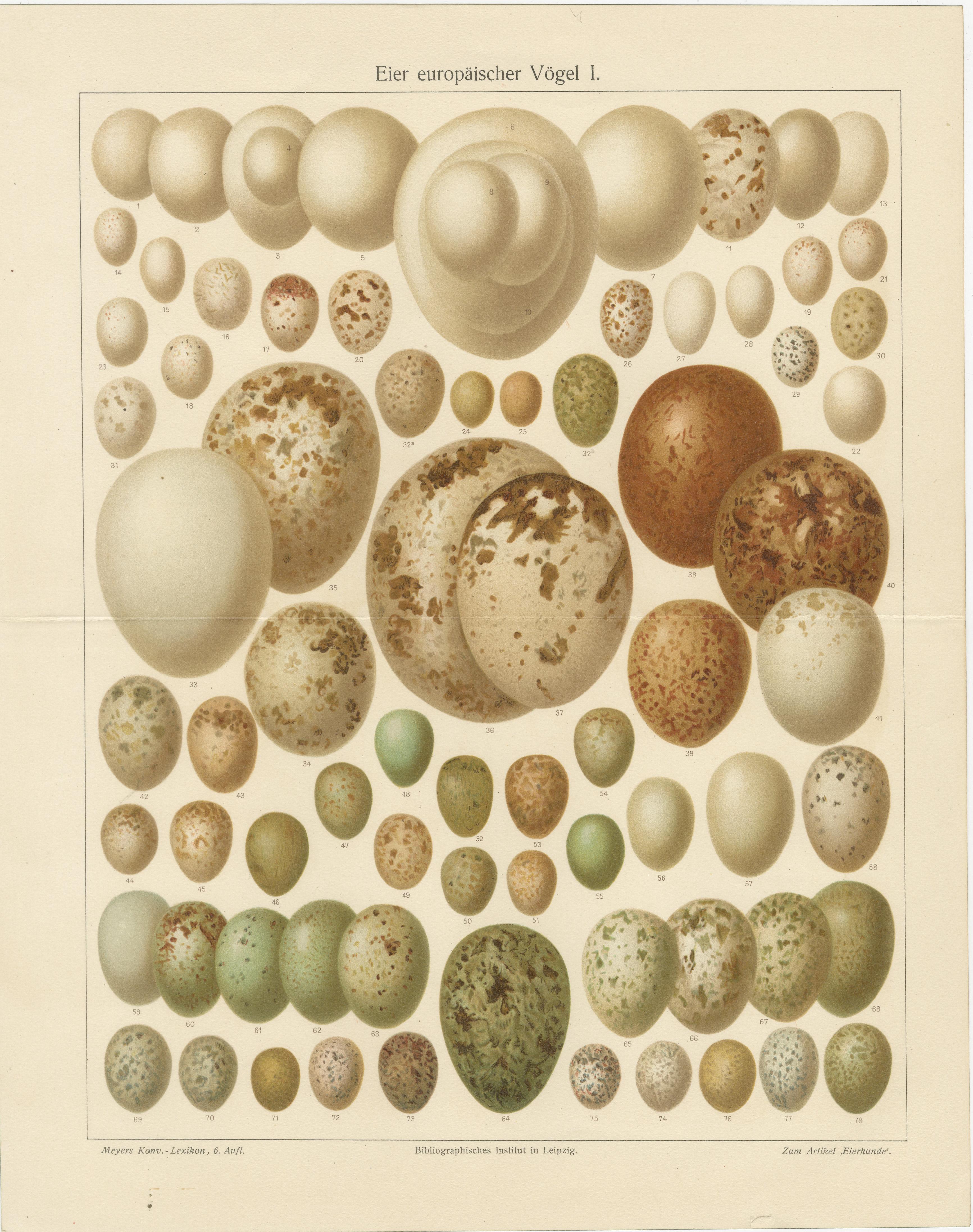 Allemand European Bird Eggs Lithographs, Set of Two – Meyers Konversations-Lexikon, 1890s en vente