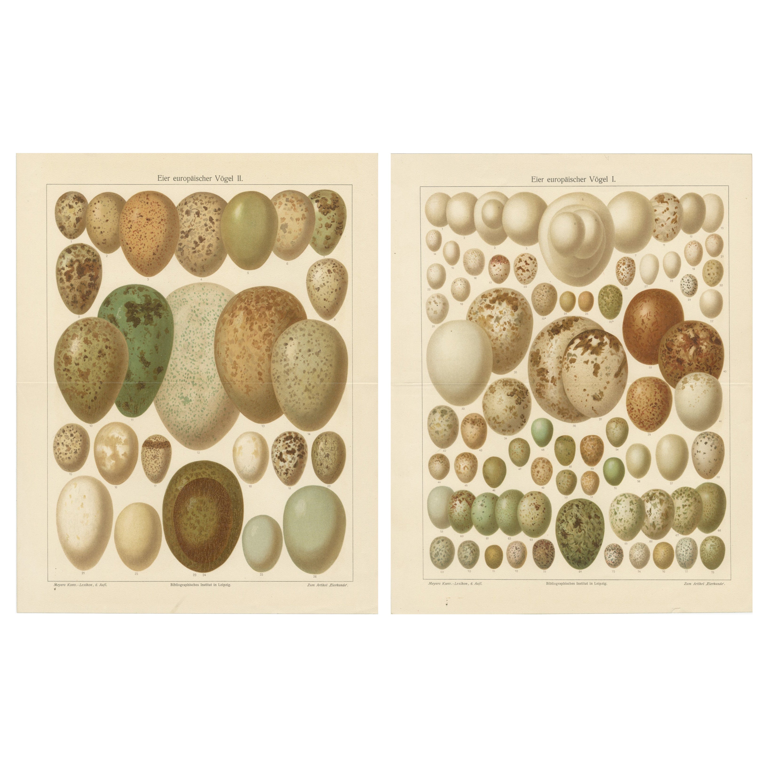 European Bird Eggs Lithographs, Set of Two – Meyers Konversations-Lexikon, 1890s en vente