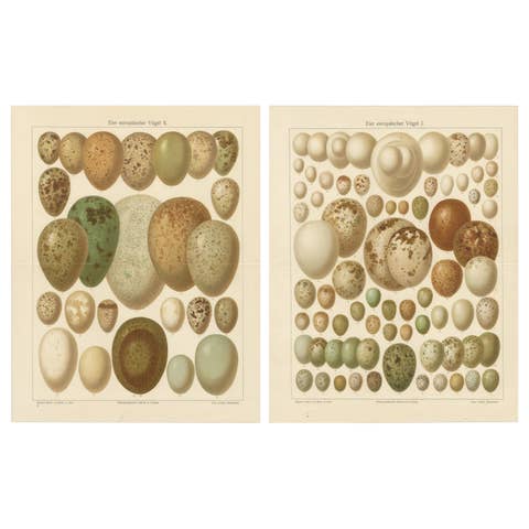 European Bird Eggs Lithographs, Set of Two – Meyers Konversations-Lexikon, 1890s