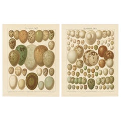 European Bird Eggs Lithographs, Set of Two – Meyers Konversations-Lexikon, 1890s