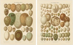 European Bird Eggs Lithographs, Set of Two – Meyers Konversations-Lexikon, 1890s
