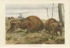 European Bison – Antique Wildlife Chromolithograph after Kuhnert, 1894