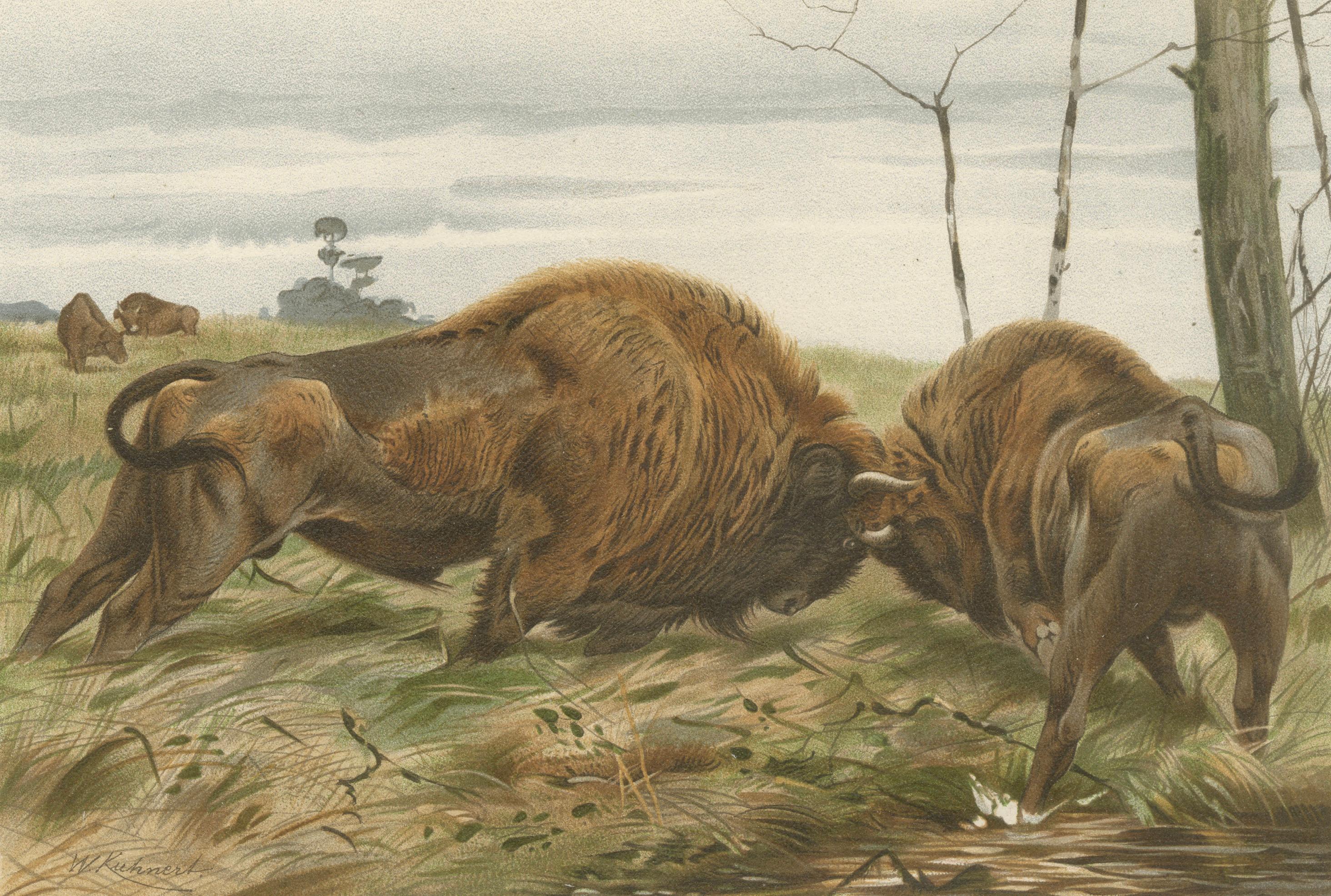 European Bison – Antique Wildlife Chromolithograph after Kuhnert, 1894