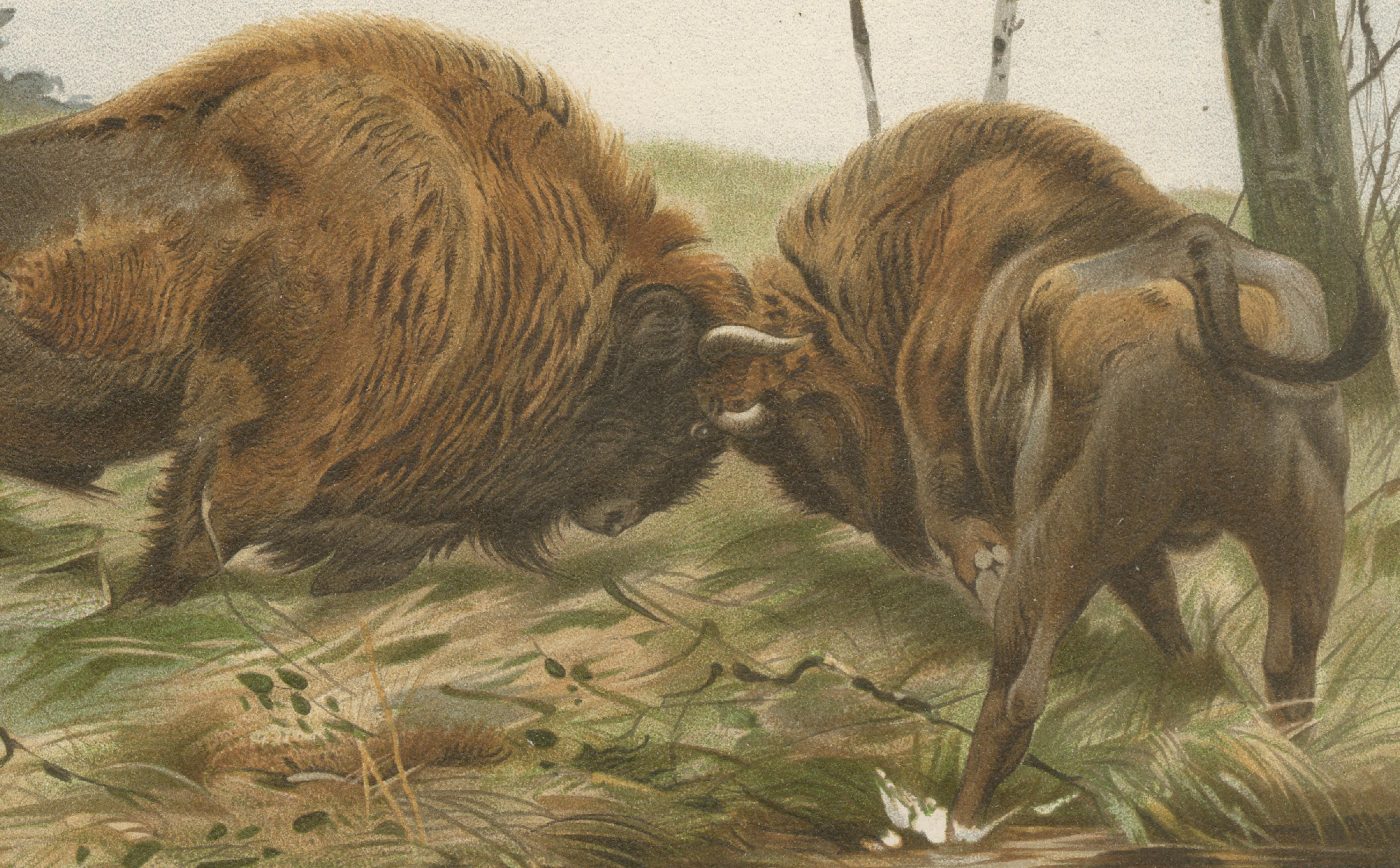 European Bison – Antique Wildlife Chromolithograph after Kuhnert, 1894
