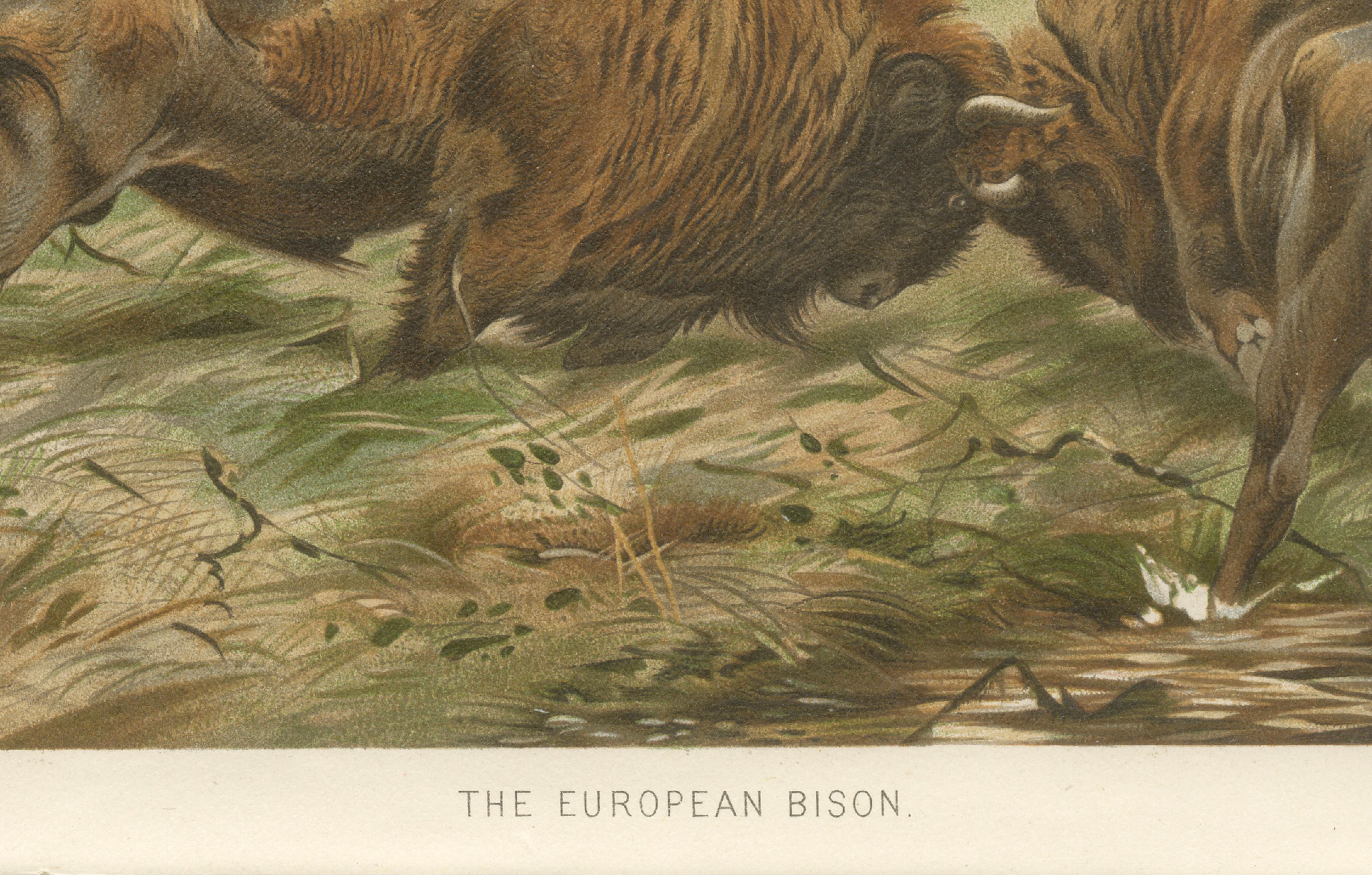 European Bison – Antique Wildlife Chromolithograph after Kuhnert, 1894