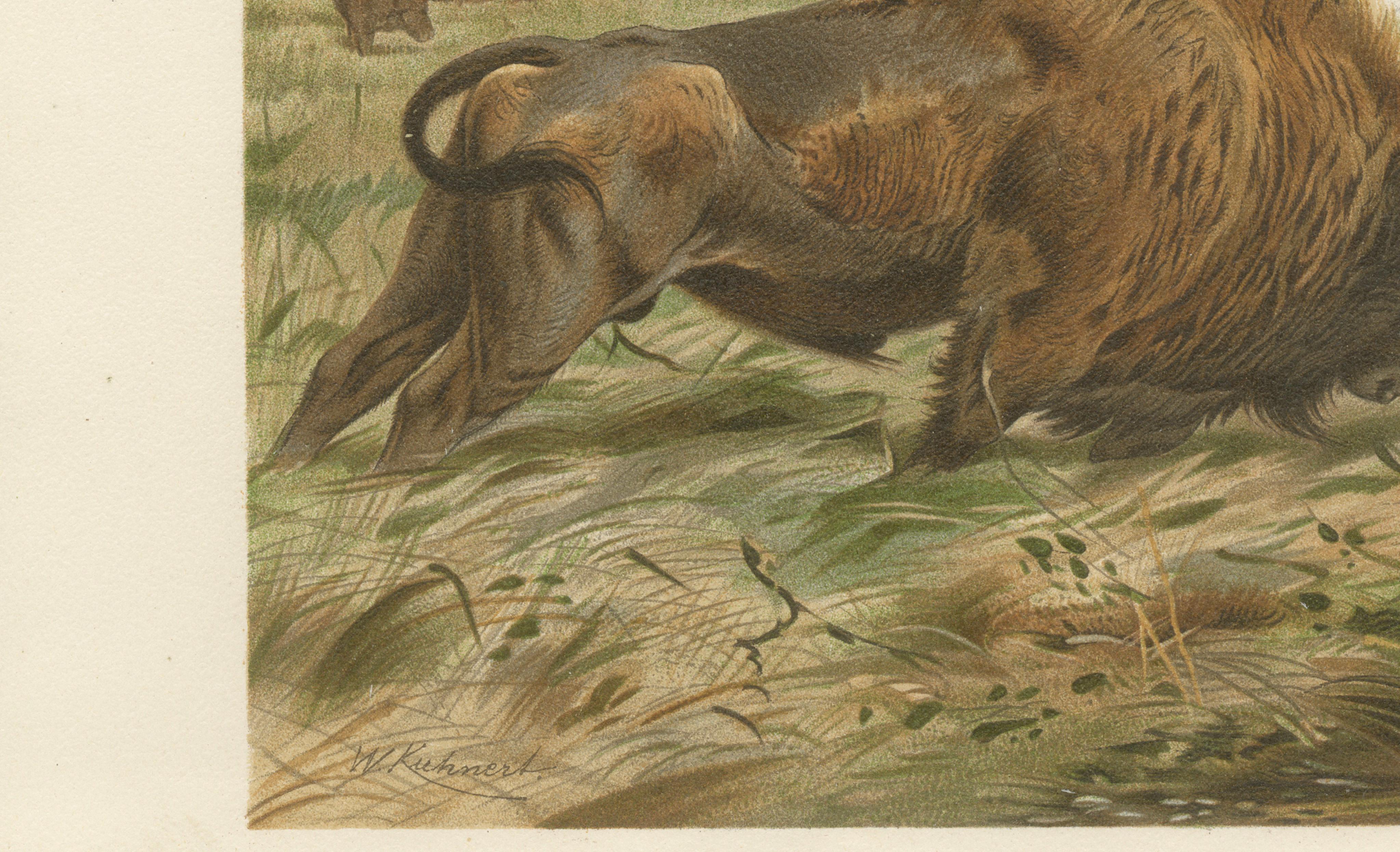 European Bison – Antique Wildlife Chromolithograph after Kuhnert, 1894