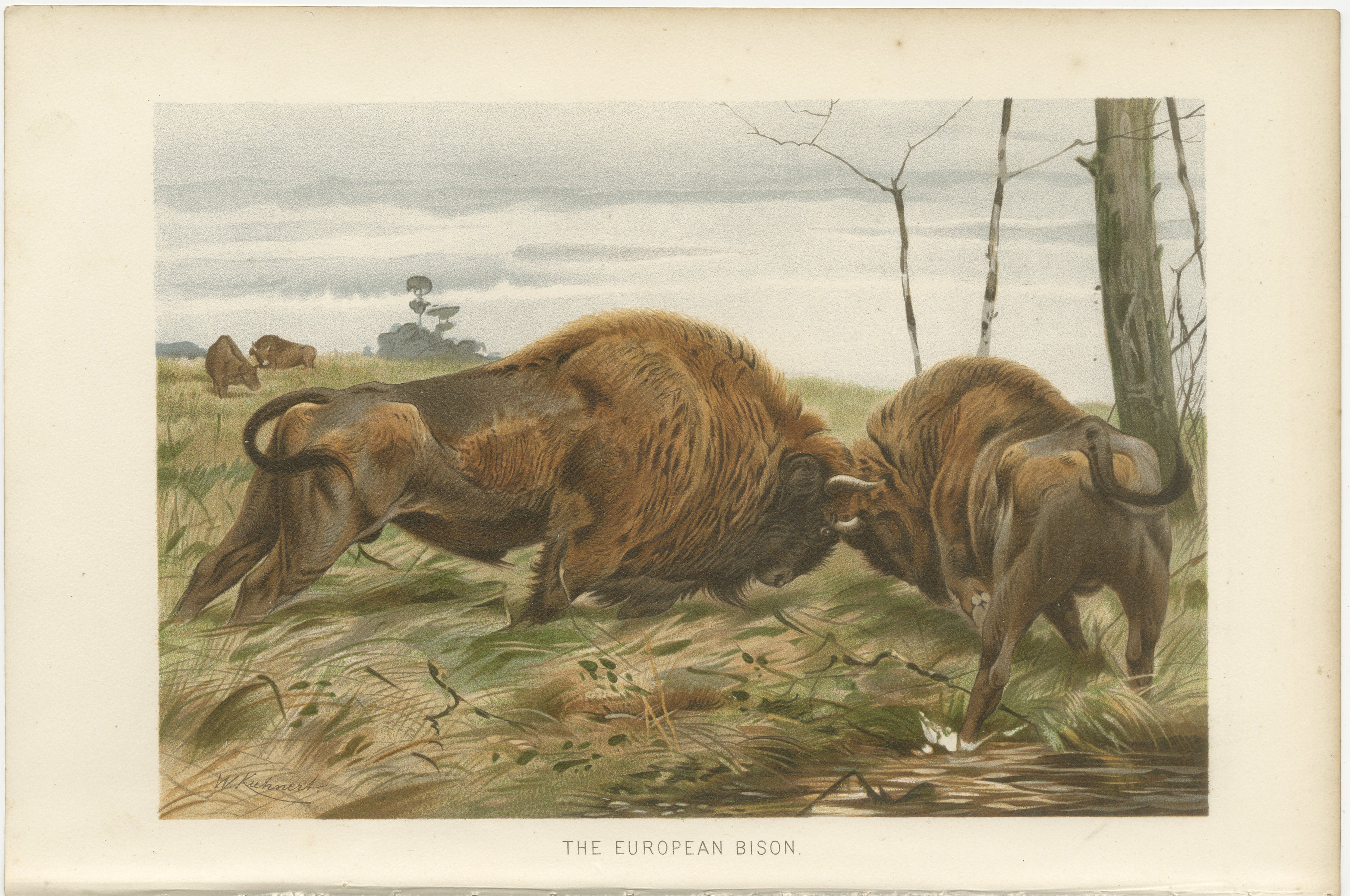 European Bison – Antique Wildlife Chromolithograph after Kuhnert, 1894