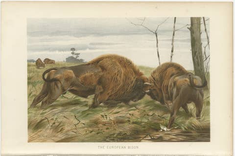 European Bison – Antique Wildlife Chromolithograph after Kuhnert, 1894