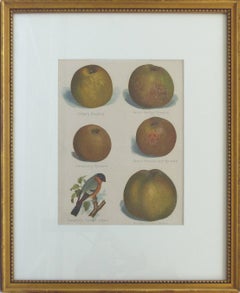 European Botanical Prints of Fruit and Birds, Set of Four