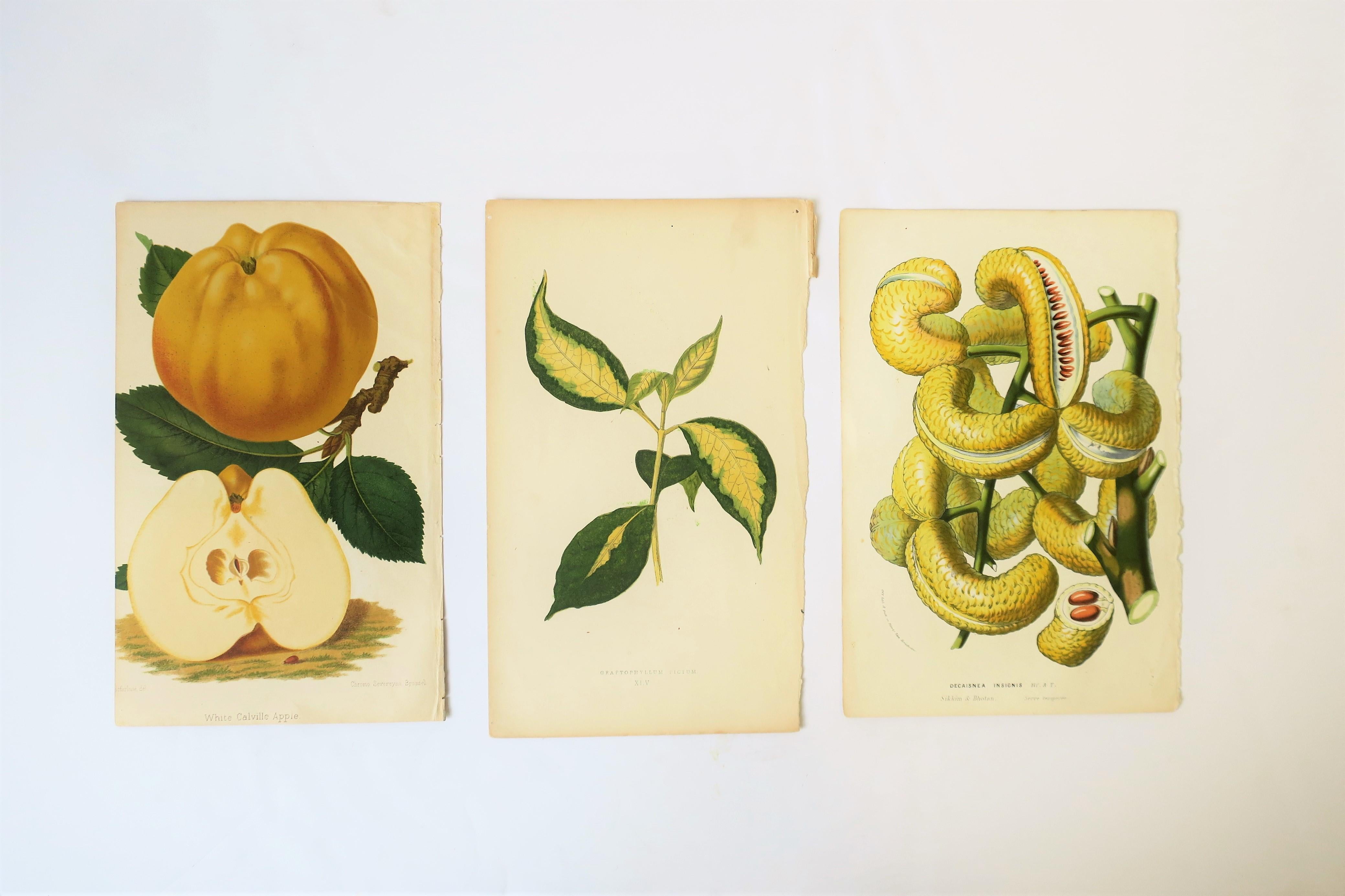 Beautiful original Belgian and French late 19th century exotic botanical vibrant color prints. Selection is comprised of flowers, leaves, and fruits. Each item is original, not reprinted, not a reproduction. Predominate colors include: yellow and