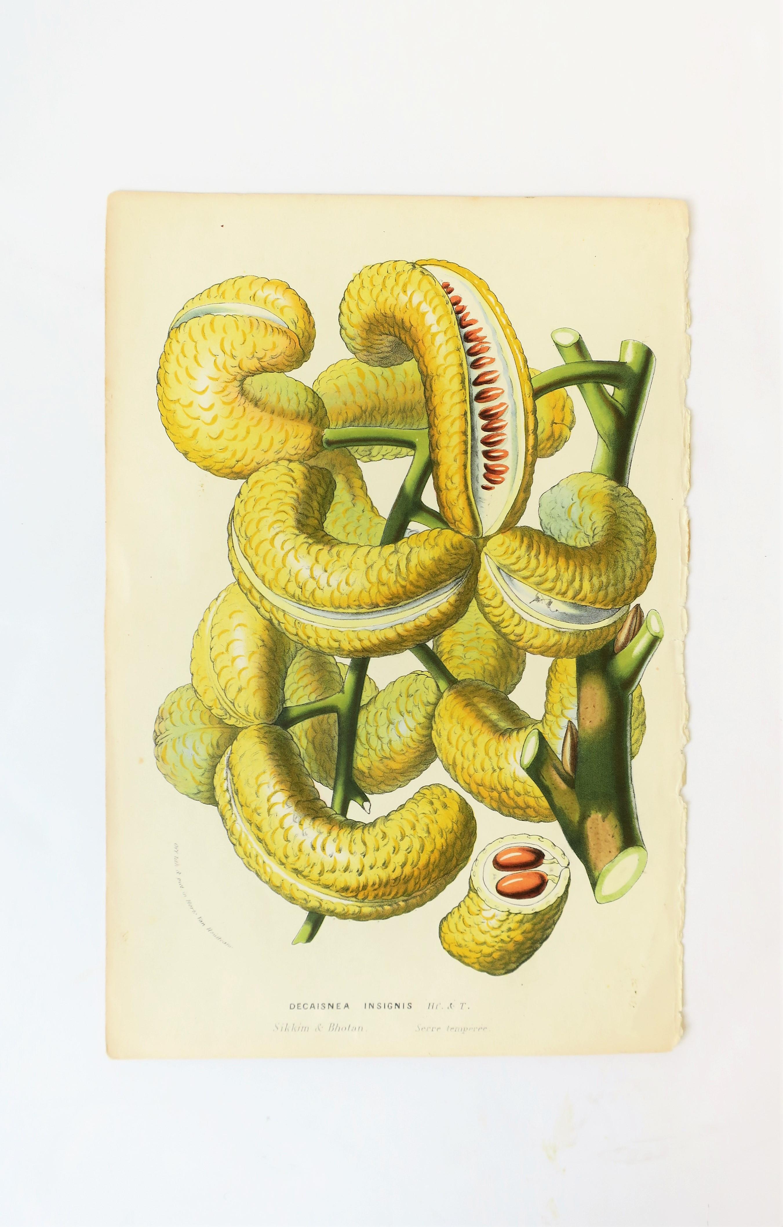 European Botanical Wall Art Prints, Late 19th Century In Good Condition In New York, NY