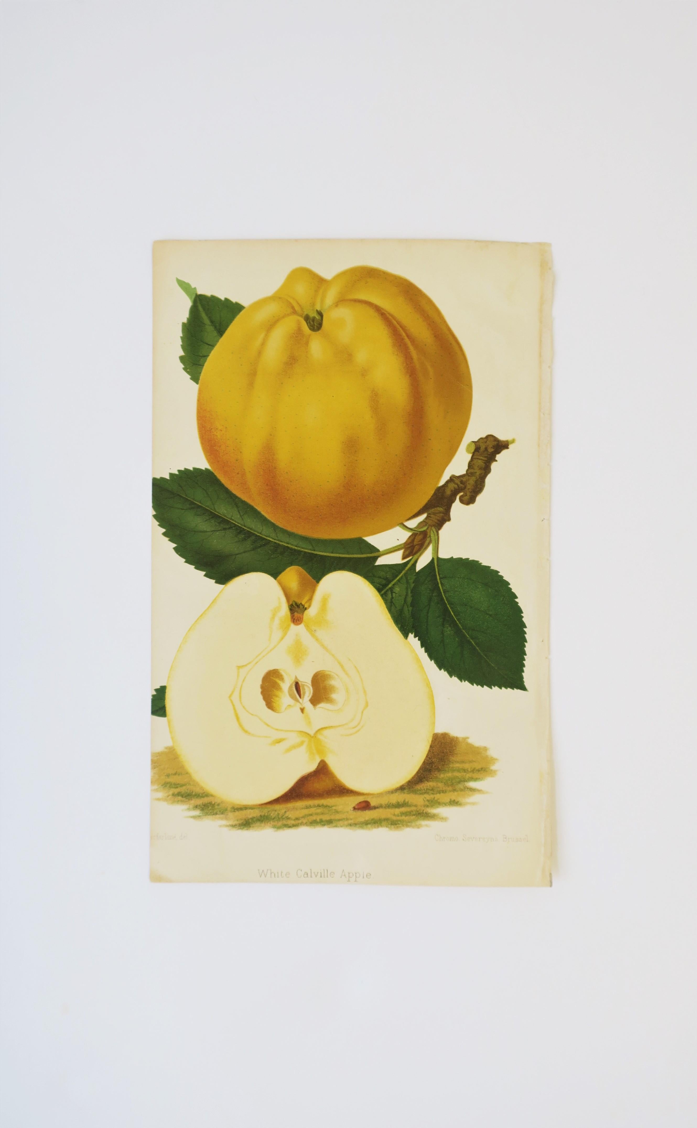 A beautiful original Belgian exotic 'White Calville Apple' botanical color chromo print (aka, Chromolithography), by artist de G. Severeyns, circa 19th century, Belgium. Item is original, not a reprint, not a reproduction. Bottom right side reads: