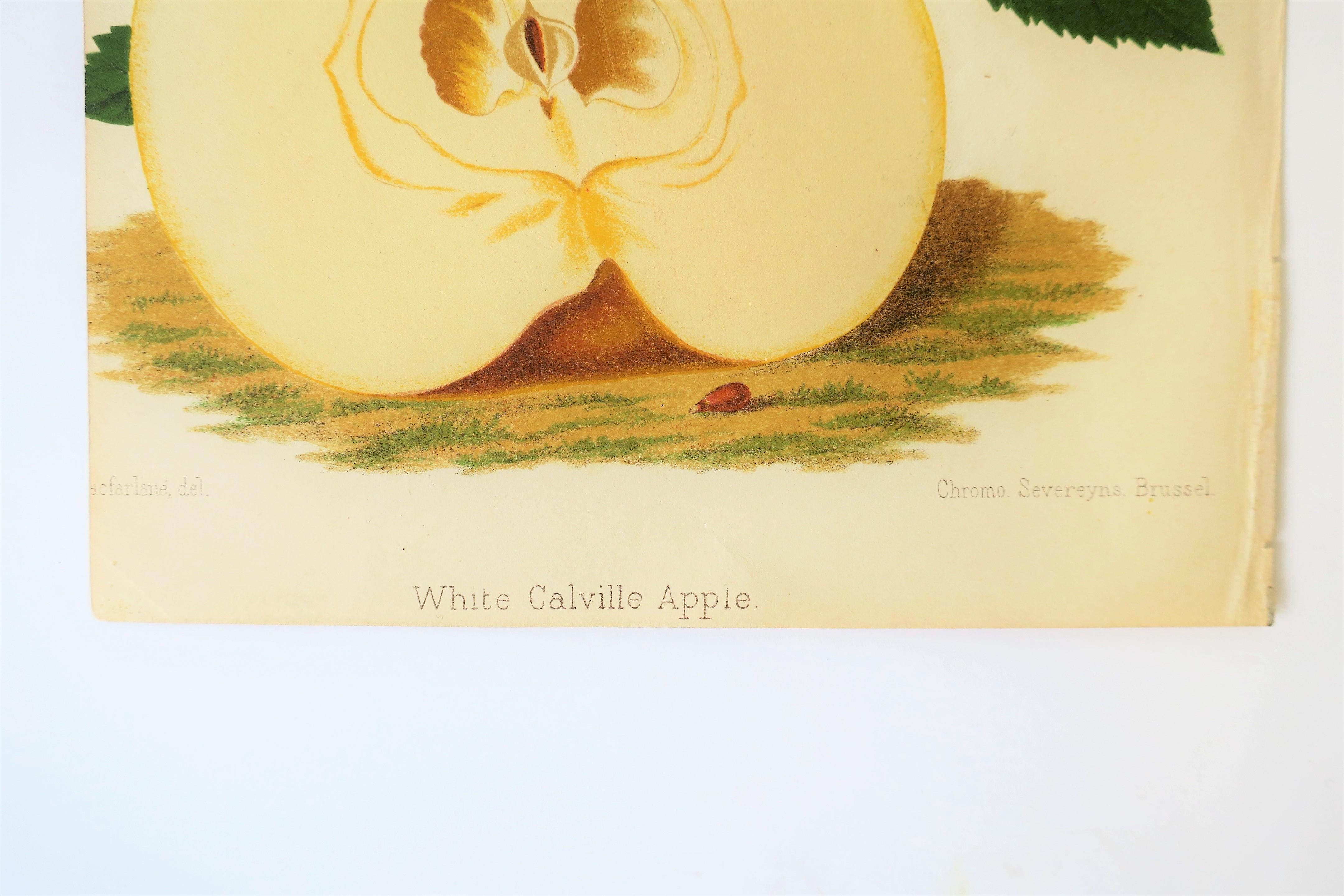 European Botanical White Apple Fruit Wall Art Chromo, 19th Century In Good Condition For Sale In New York, NY