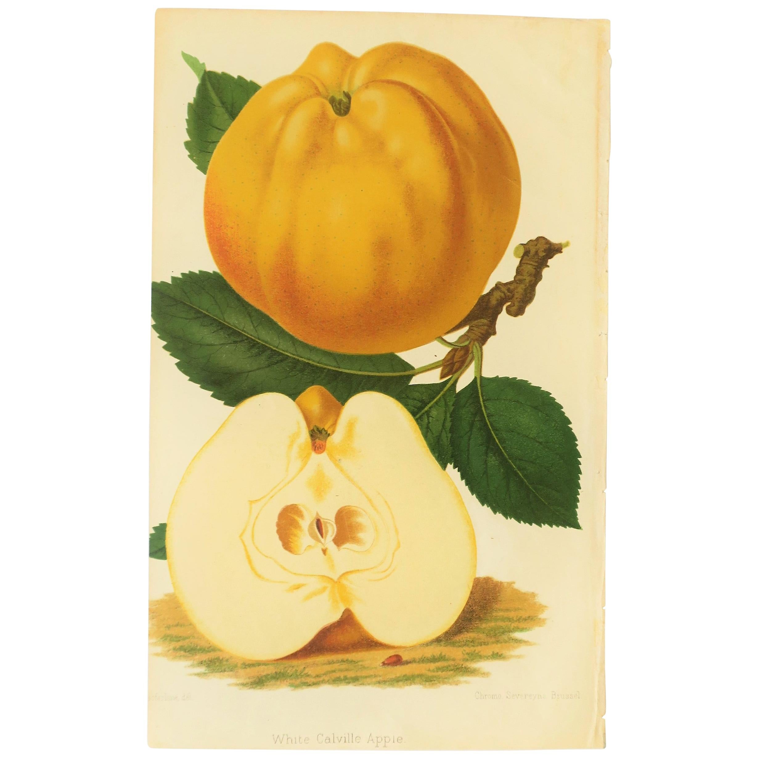 European Botanical White Apple Fruit Wall Art Chromo, 19th Century For Sale