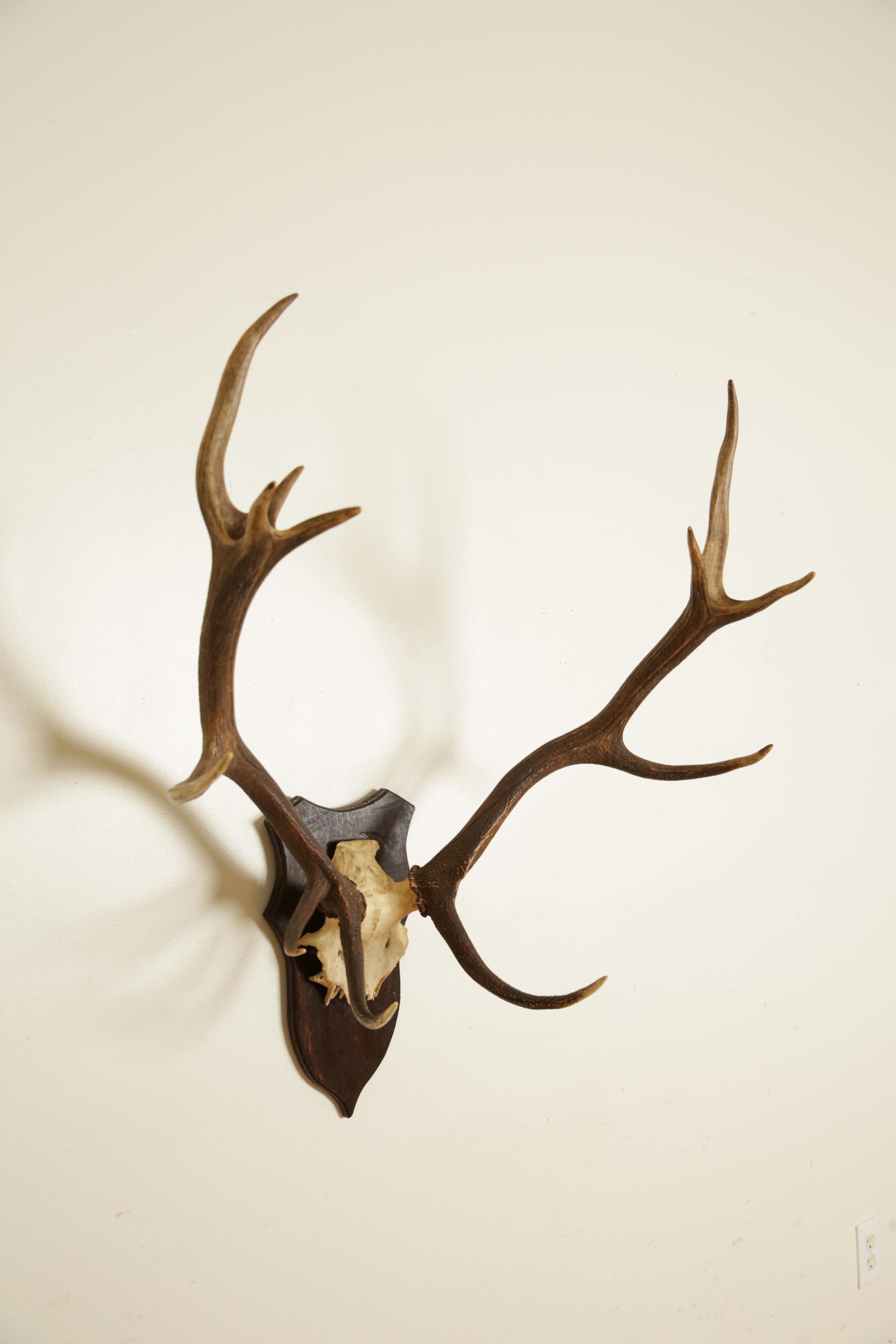 European Deer Antler Mount, mid 20th century In Good Condition In Atlanta, GA