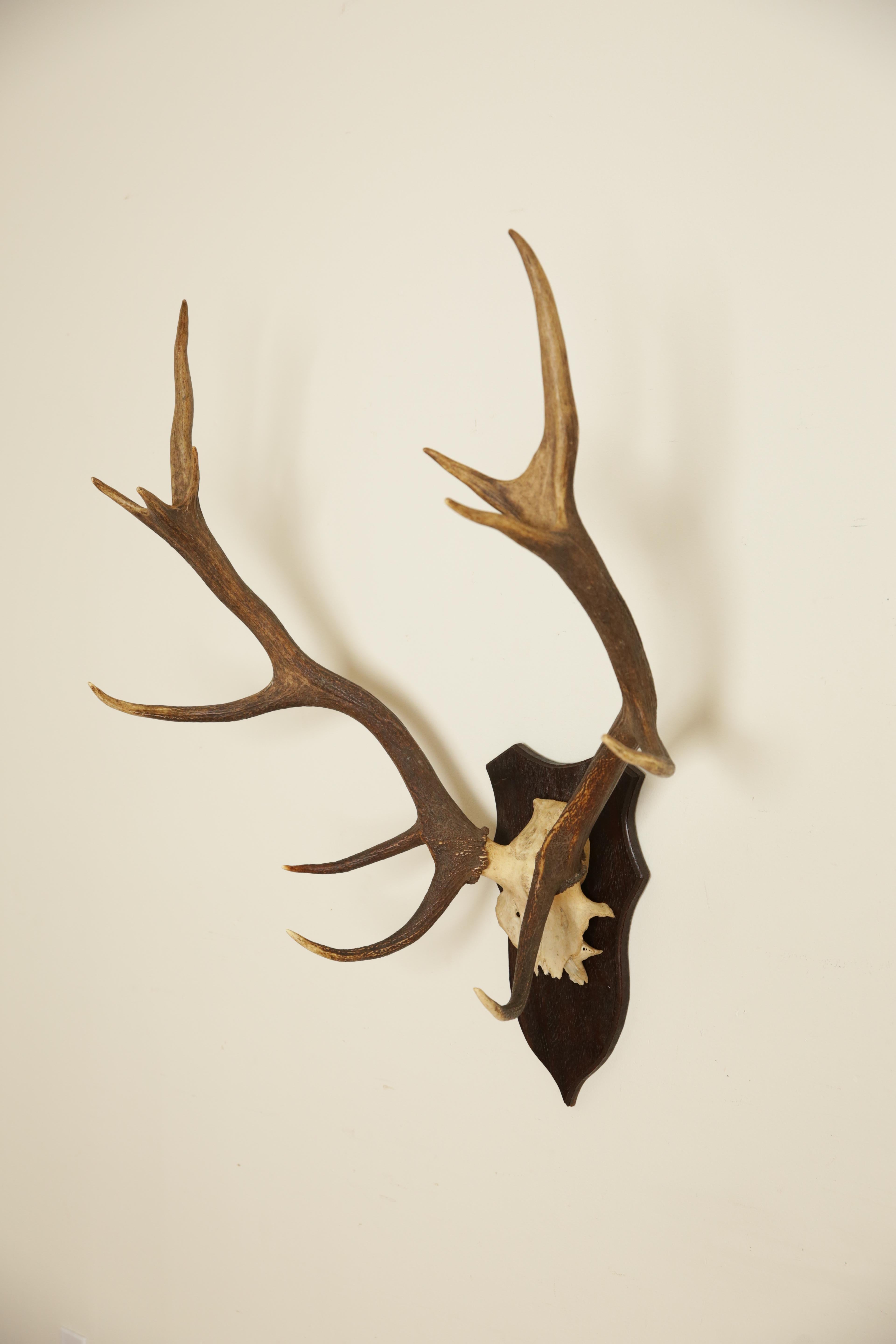 Mid-20th Century European Deer Antler Mount, mid 20th century