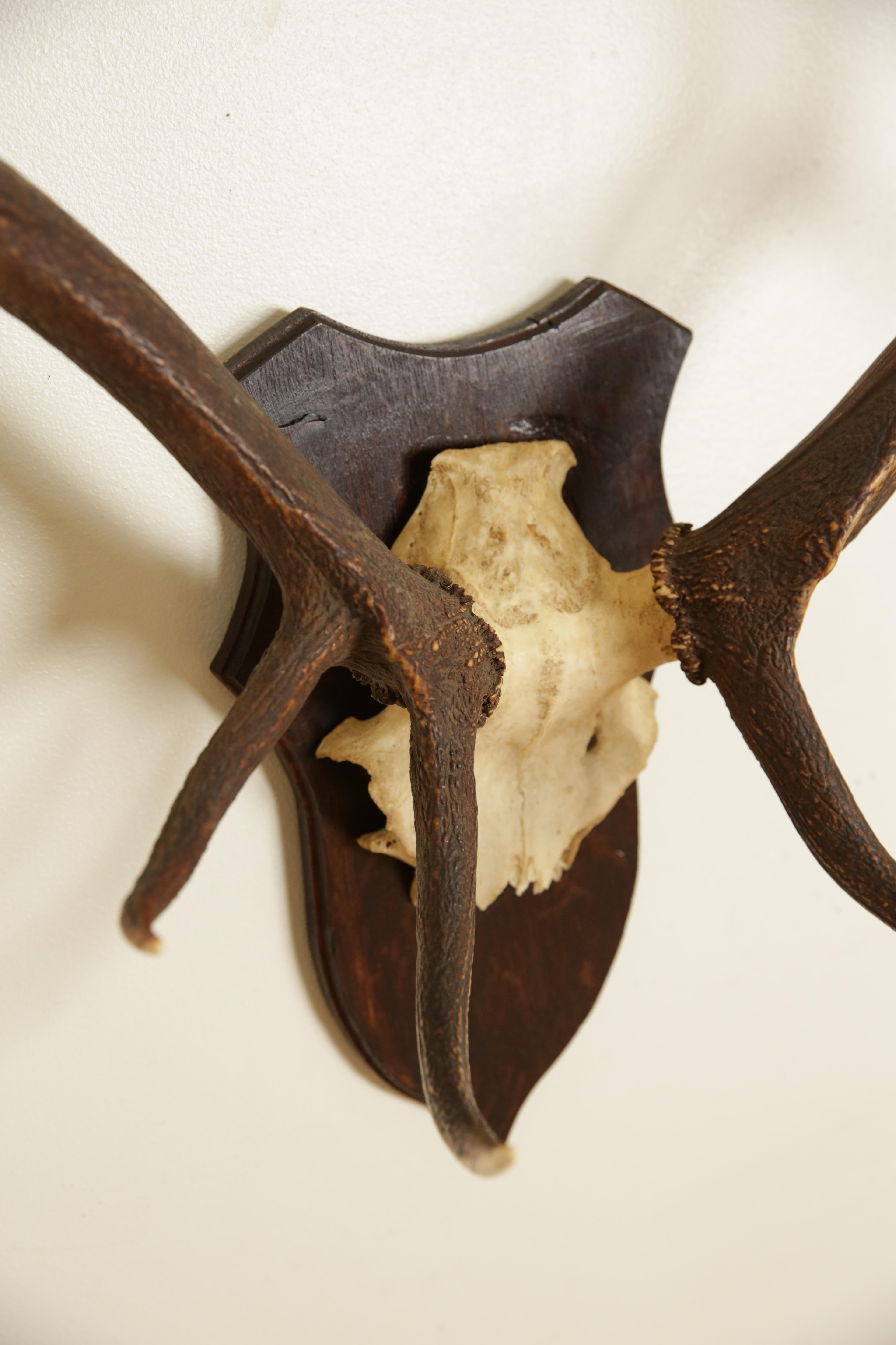 European Deer Antler Mount, mid 20th century 1