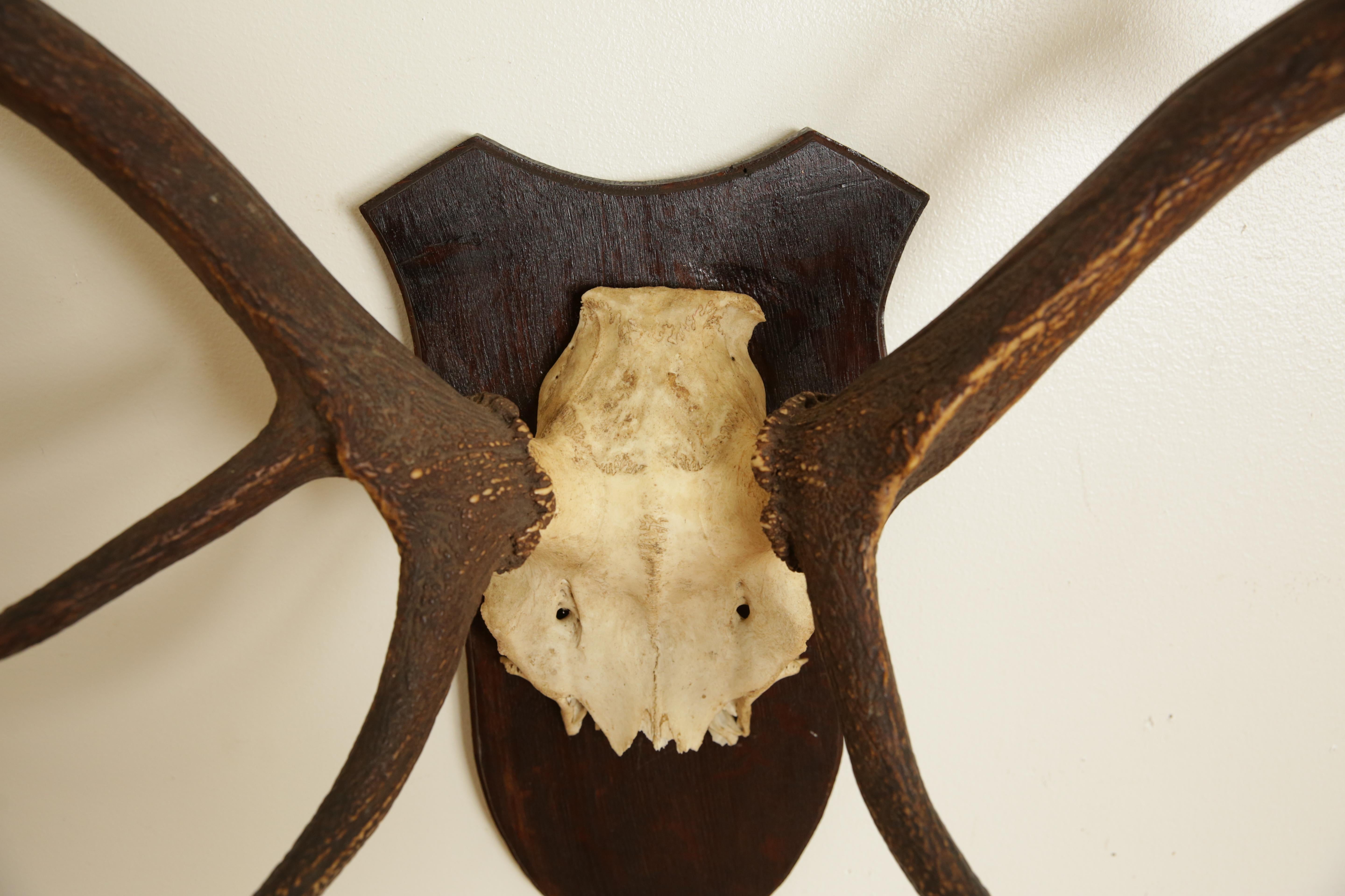 European Deer Antler Mount, mid 20th century 2