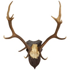 European Deer Antler Mount, mid 20th century