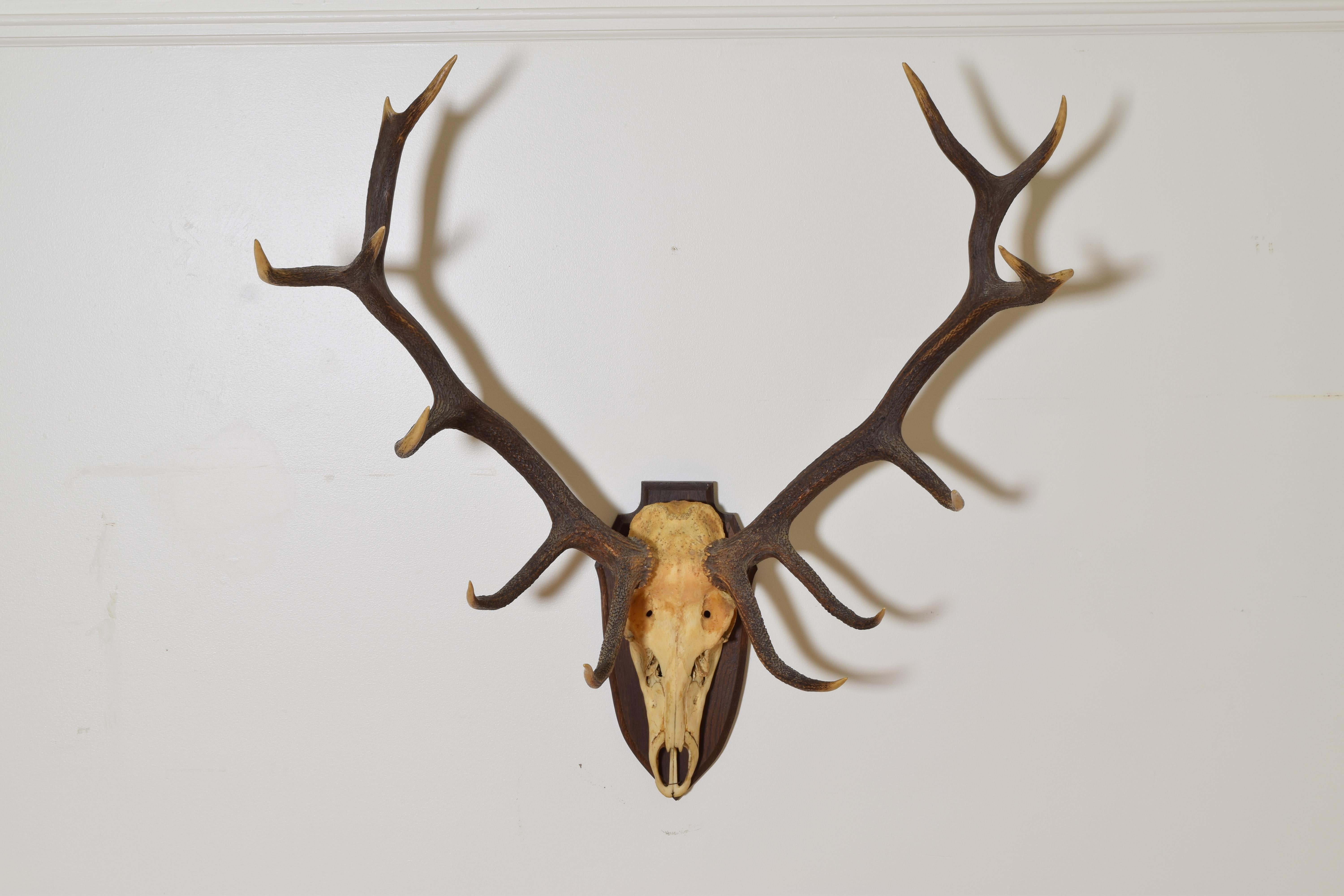 large elk rack mounted on a shield form backplate