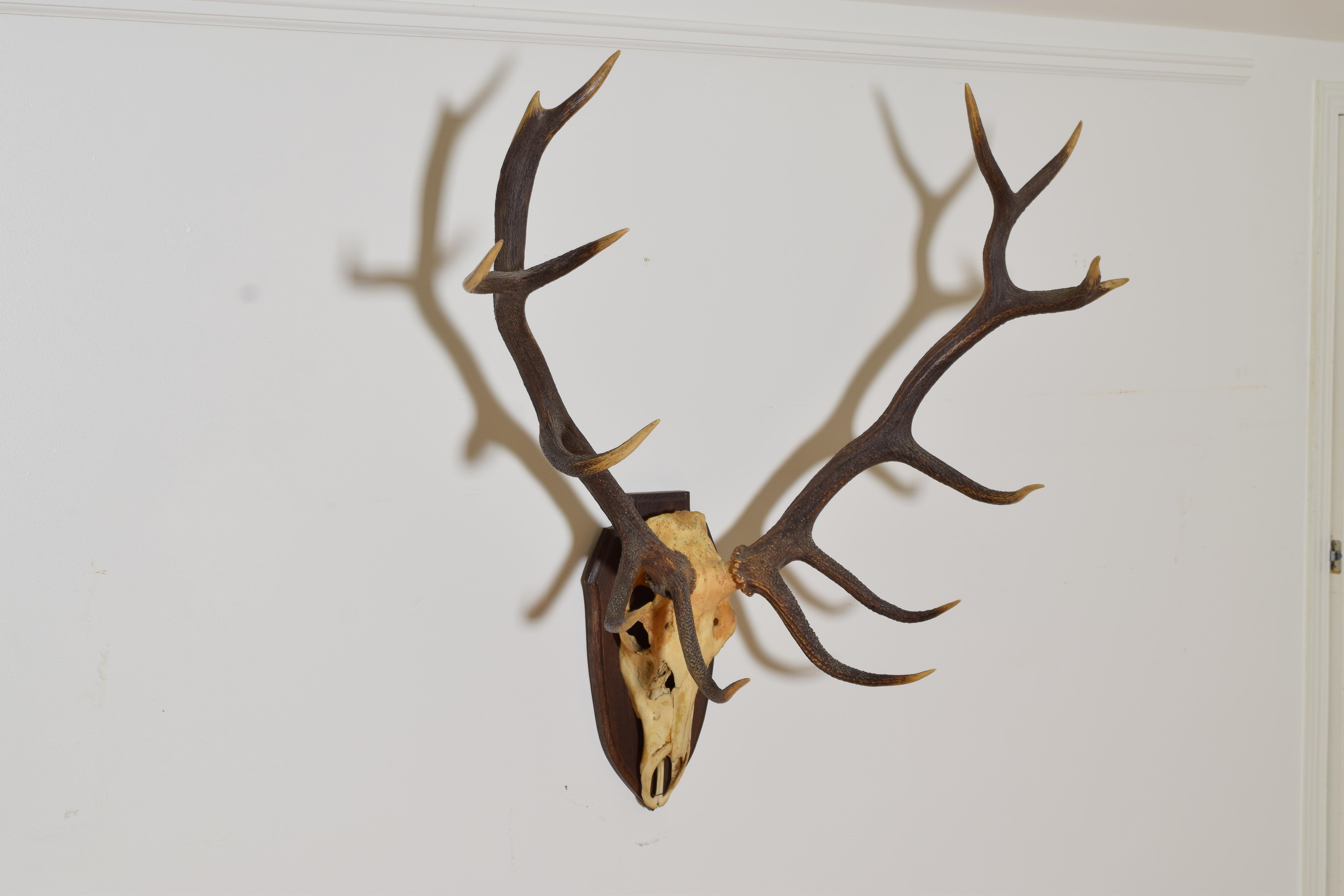 elk horn mounts