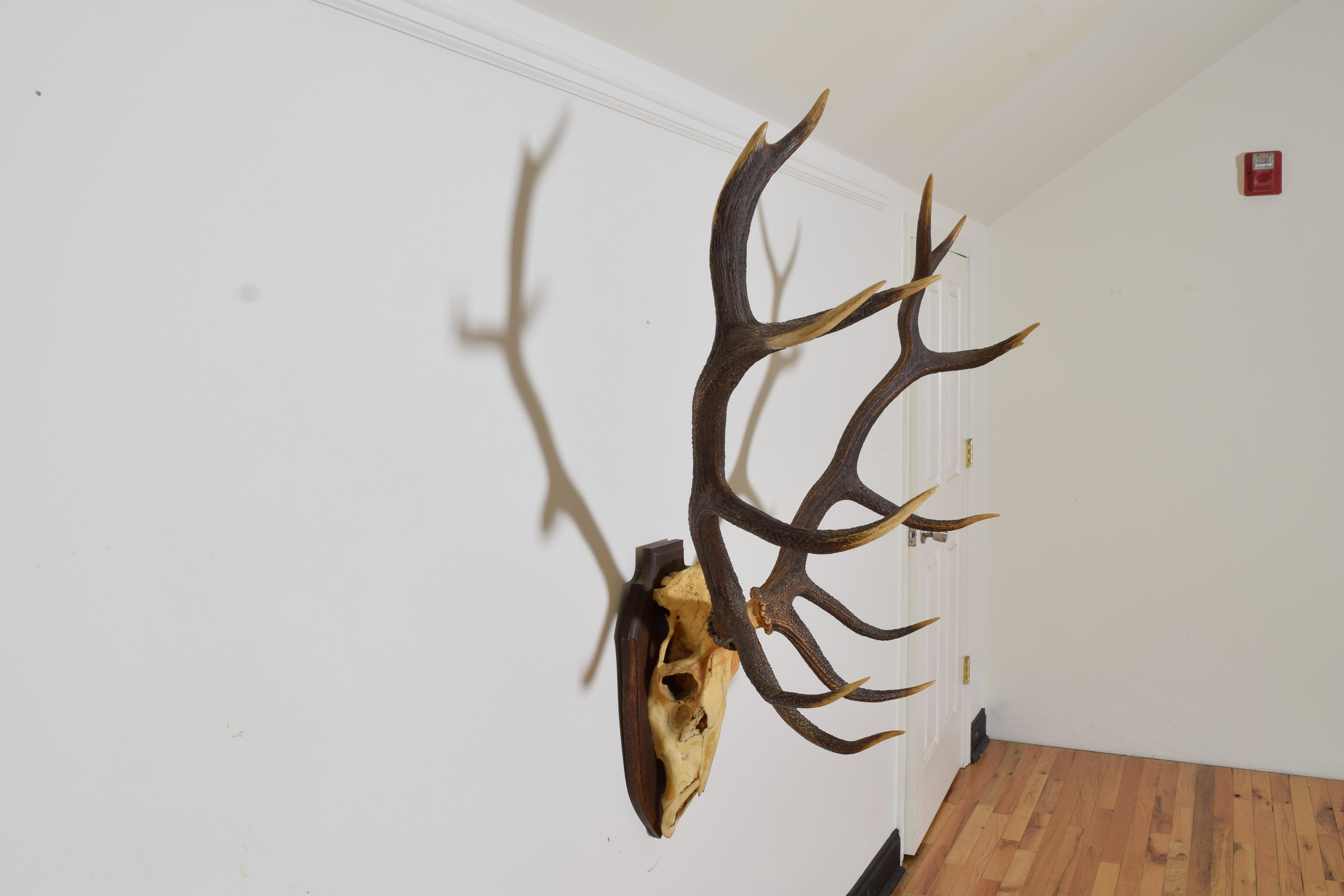 elk horn mounting