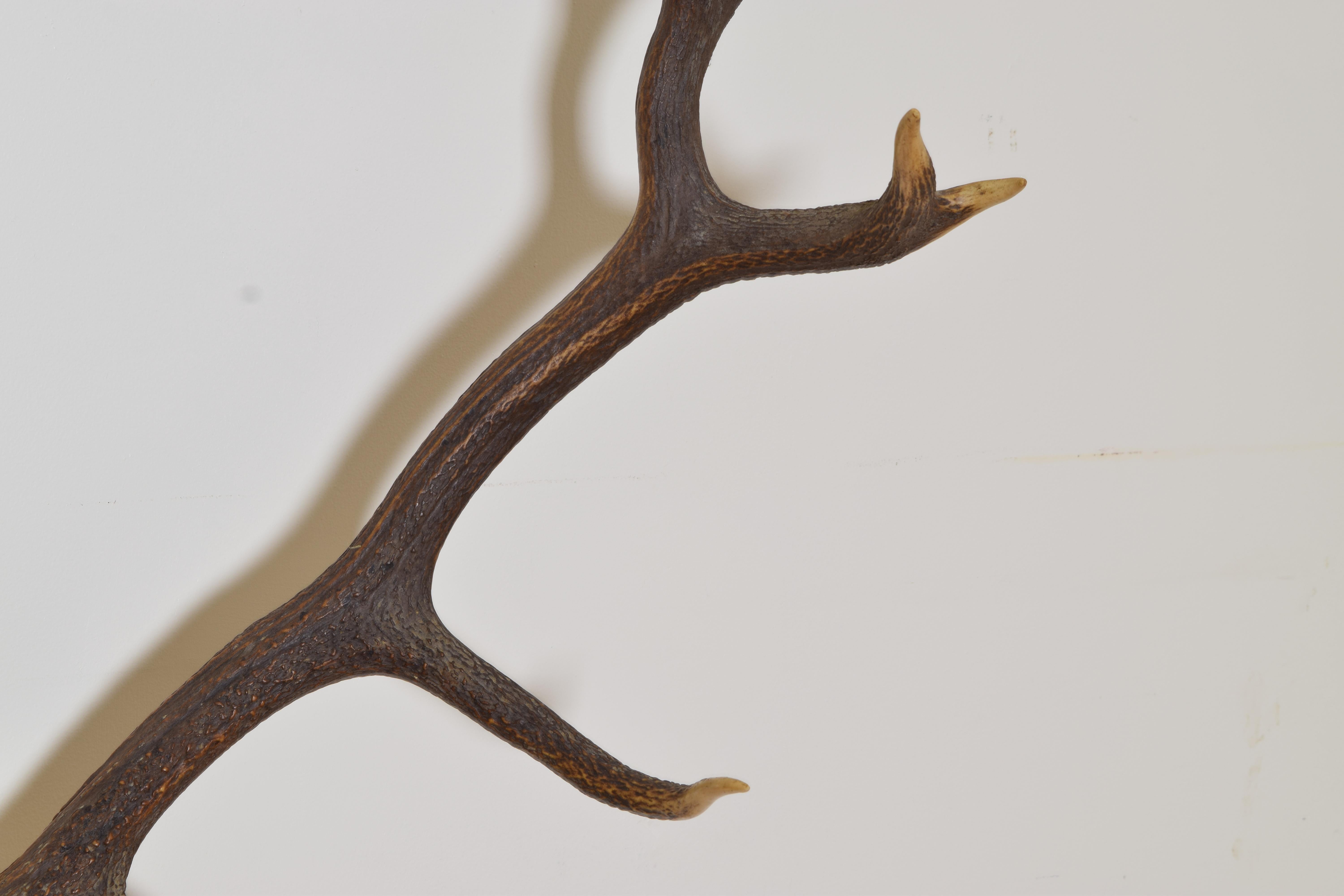 European Elk Horn Mount, 3rd quarter 20th century In Good Condition For Sale In Atlanta, GA