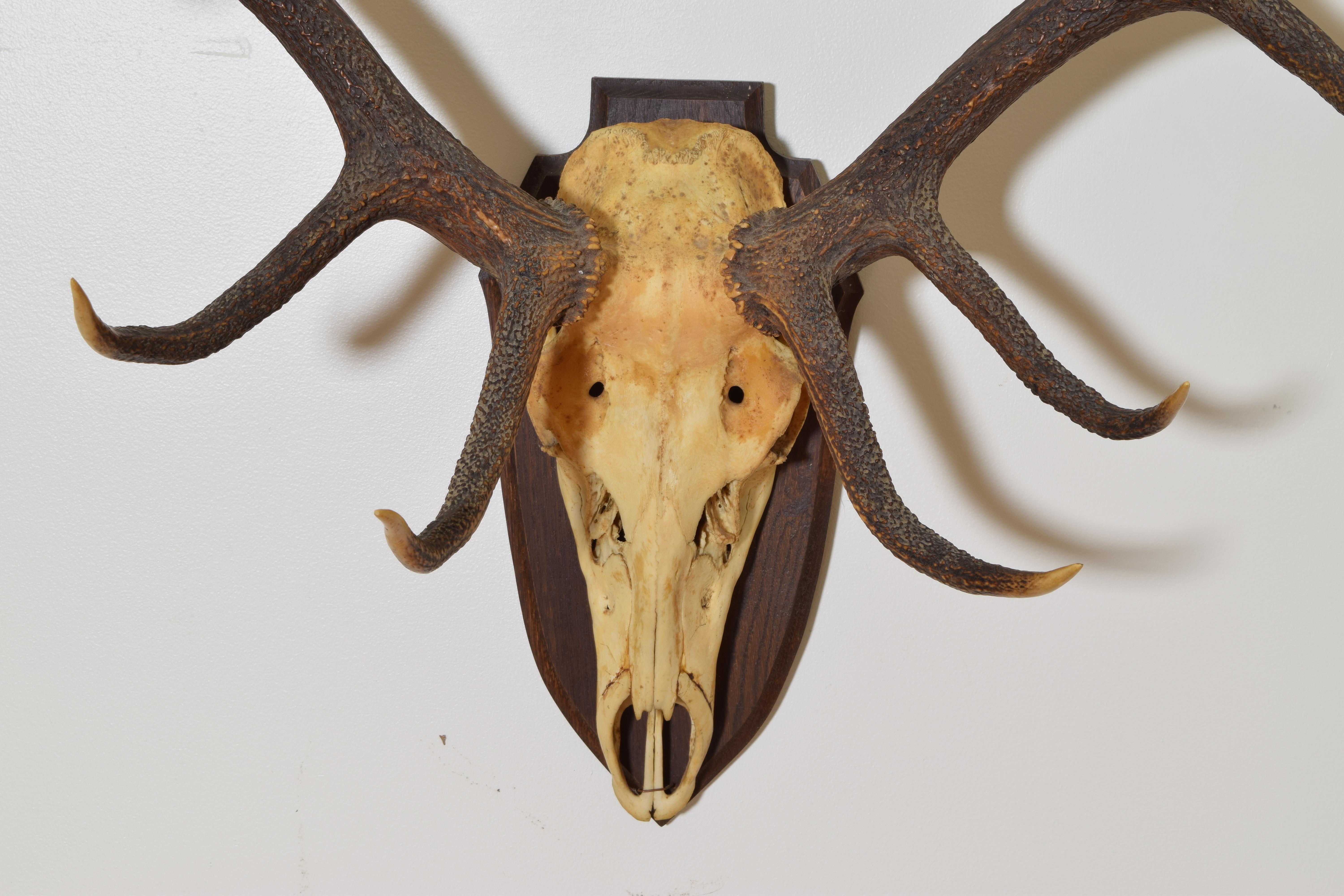 Mid-20th Century European Elk Horn Mount, 3rd quarter 20th century For Sale
