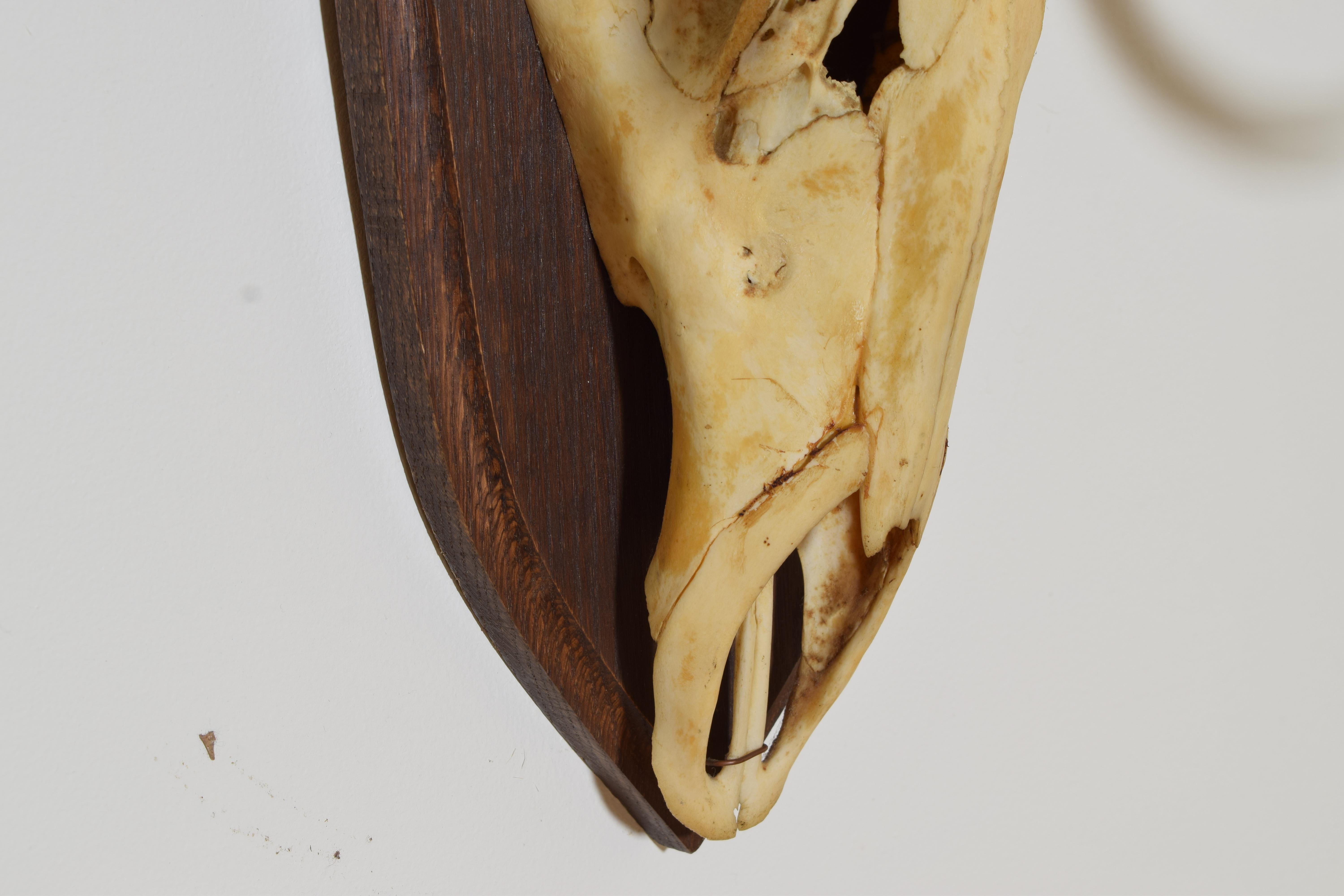Antler European Elk Horn Mount, 3rd quarter 20th century For Sale