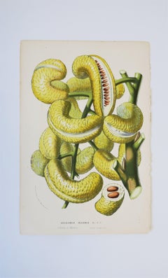 European Exotic Fruit Botanical Wall Art Litho, circa 19th Century