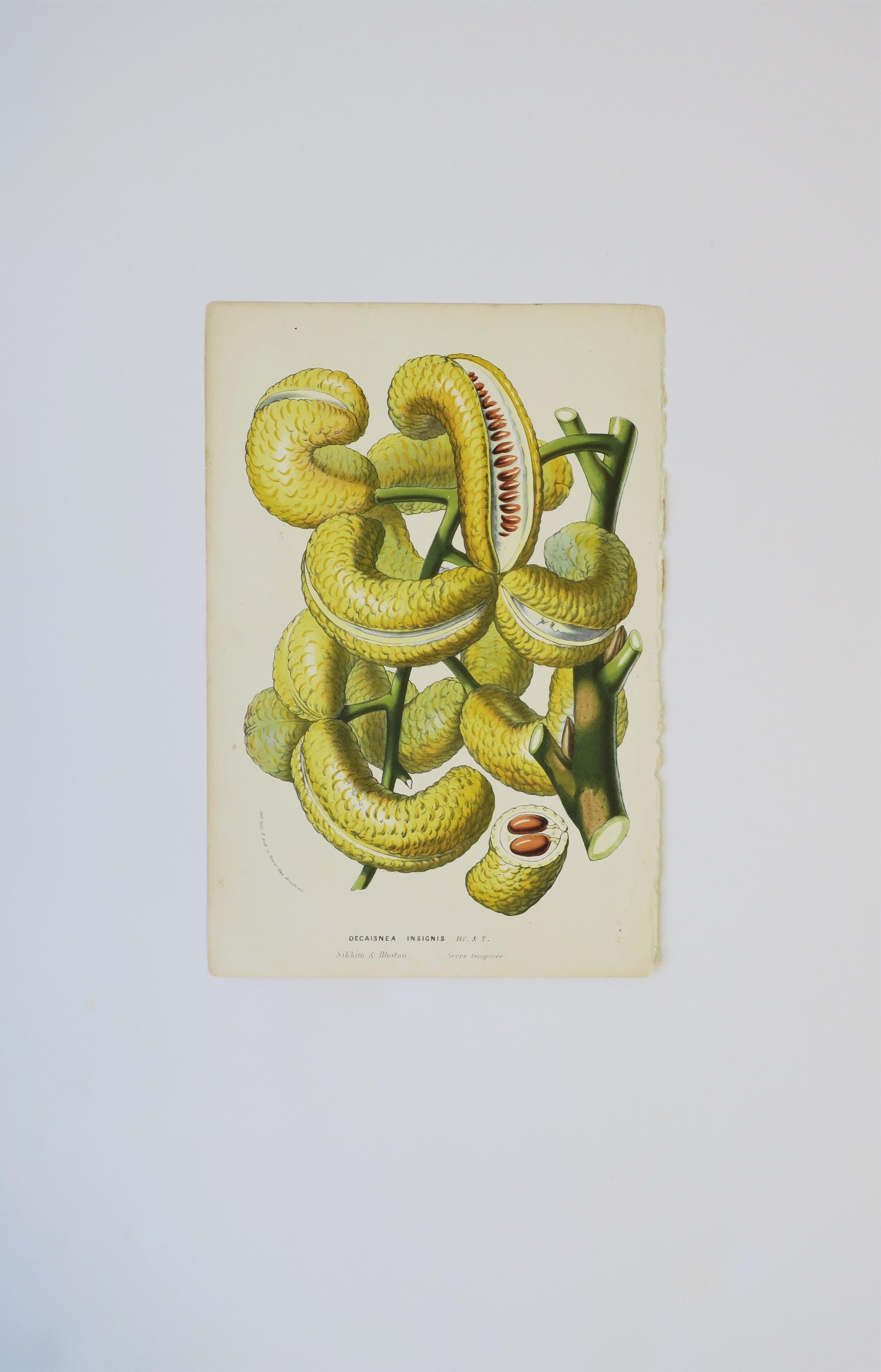 European Exotic Fruit Botanical Wall Art Litho, circa 19th Century In Good Condition For Sale In New York, NY