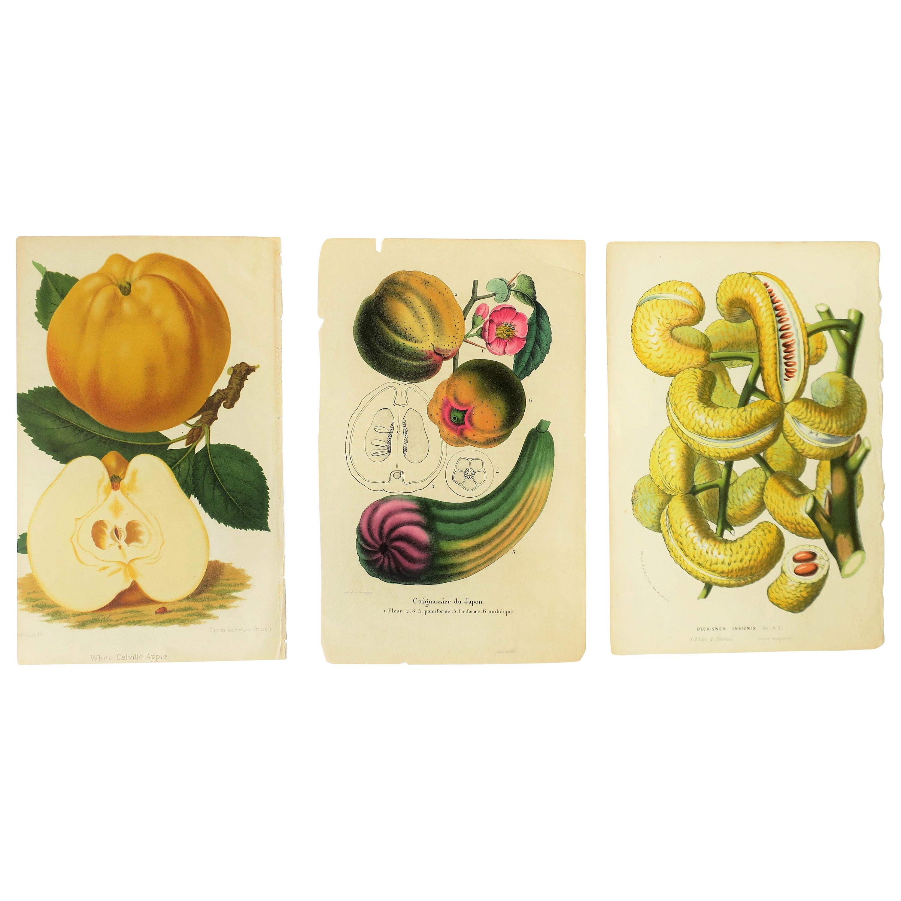 Europäische Exotische Früchte Botanische Wandkunst Litho:: um 19. Jahrhundert (Papier) im Angebot