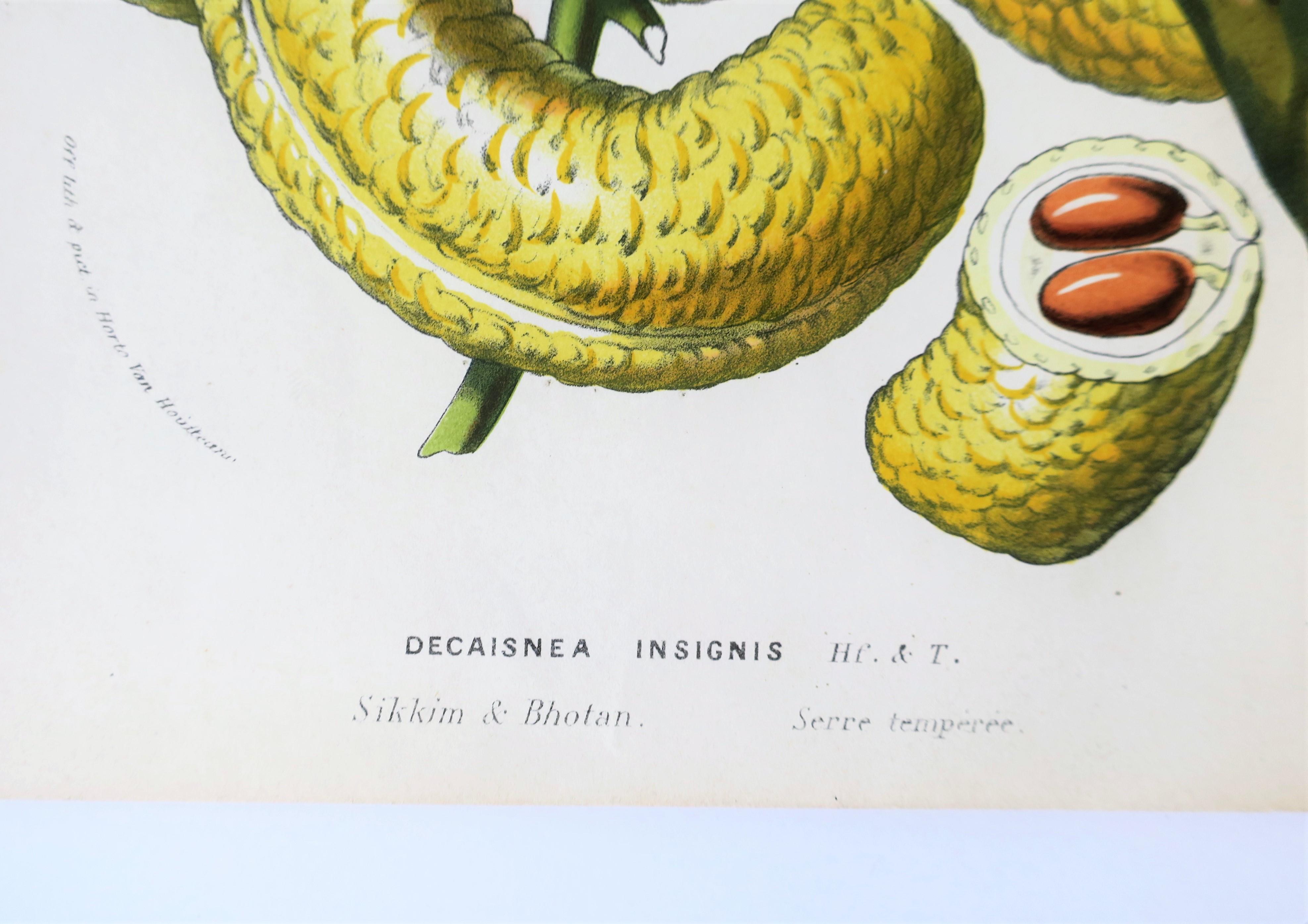 Europäische Exotische Früchte Botanische Wandkunst Litho:: um 19. Jahrhundert im Angebot 2