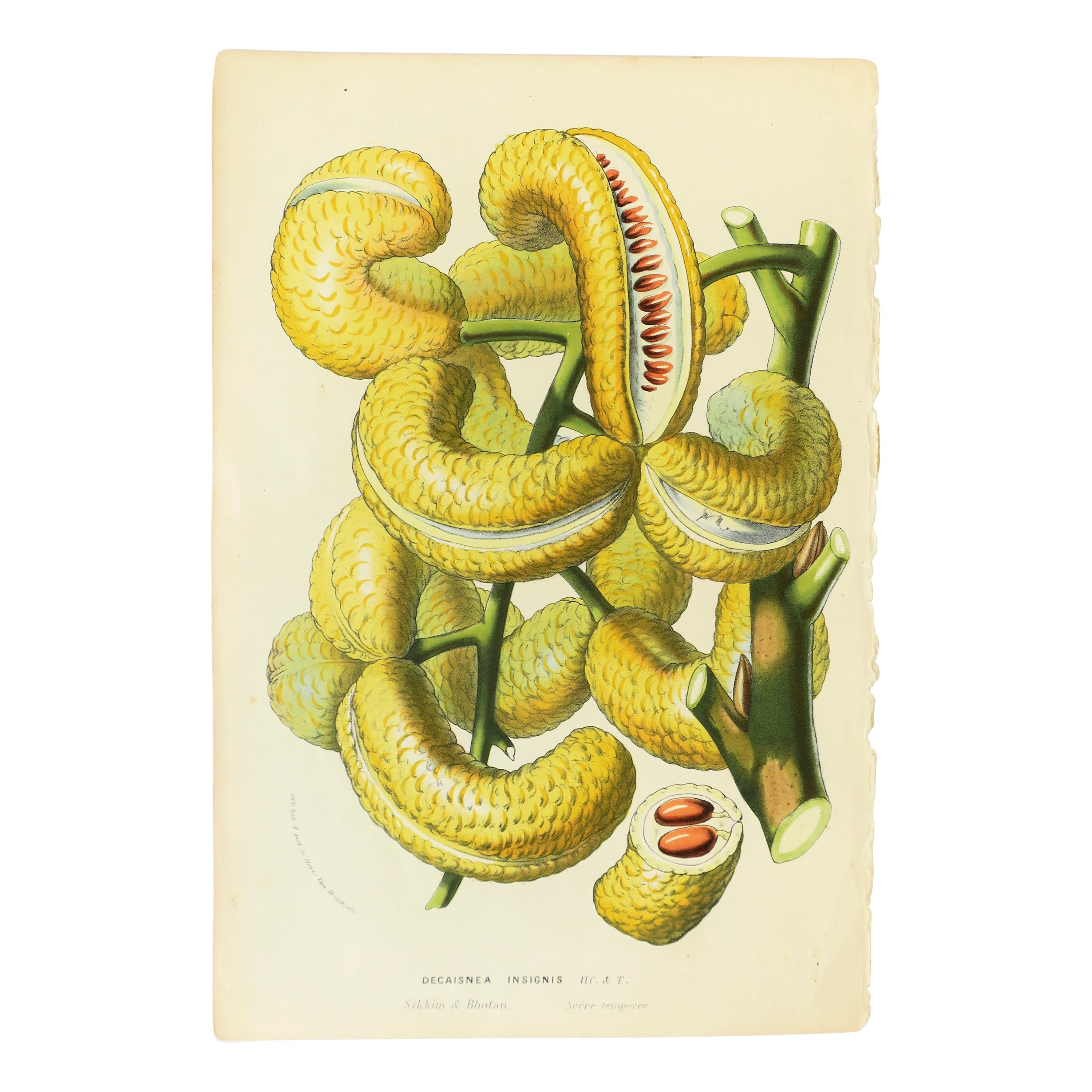 Art mural botanique des fruits exotiques européens Litho:: vers le 19ème siècle