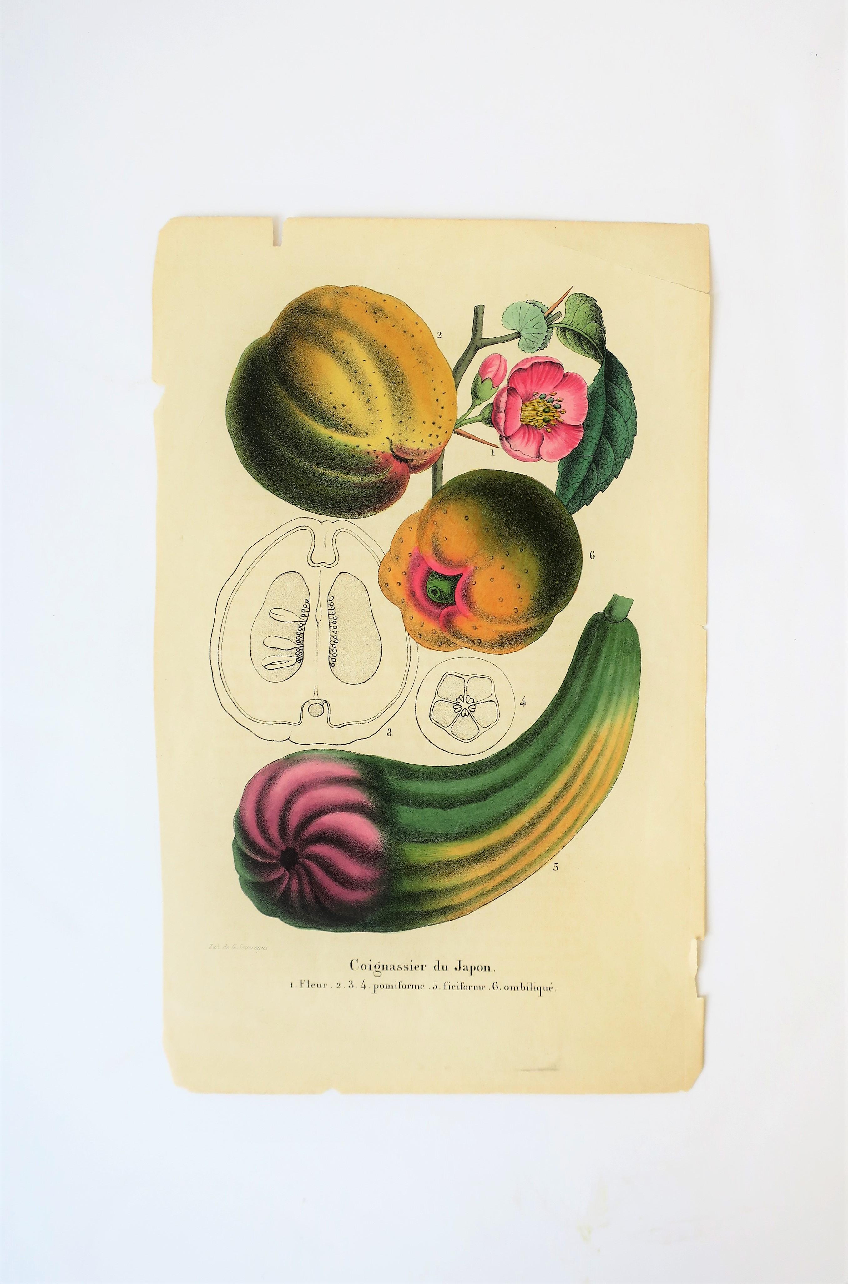 A very beautiful original Belgian exotic botanical vibrant color lithograph by de G. Severeyns, circa 19th century, Belgium. This beautiful design is comprised of flowers, leaves and fruits. Item is original, not a reprint, not a reproduction.