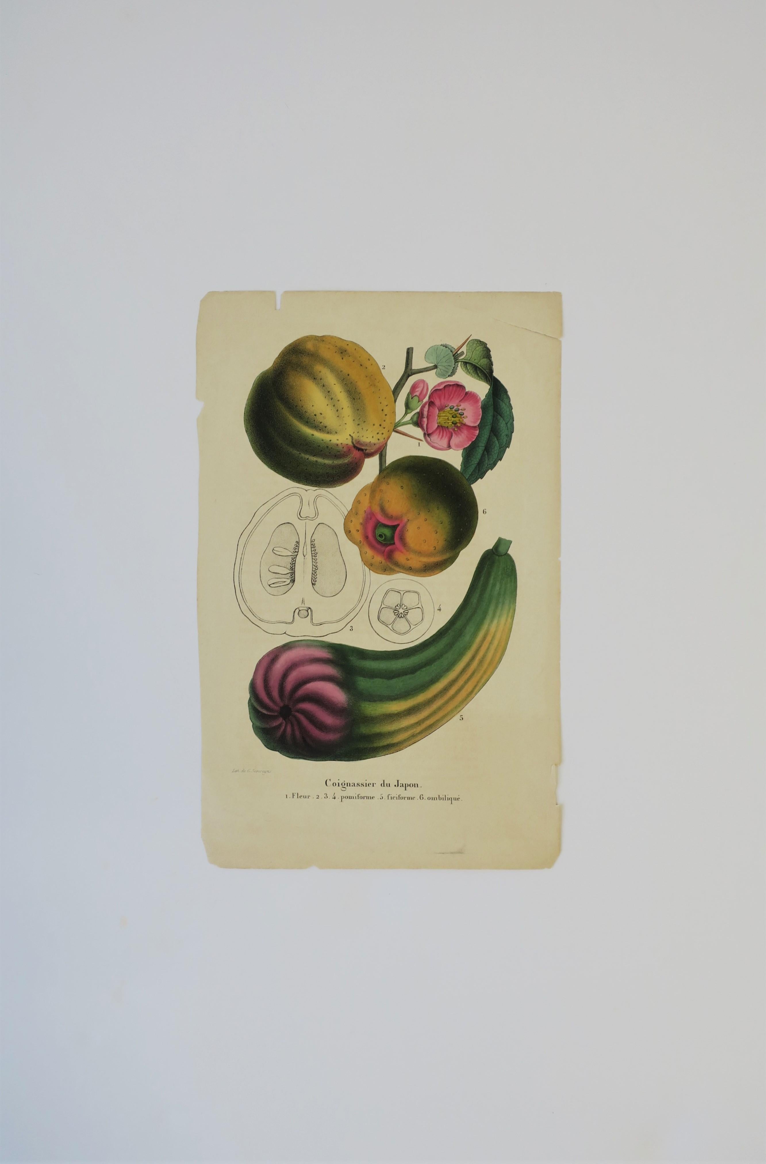 European Exotic Fruit Botanical Wall Art Lithograph, 19th Century In Good Condition For Sale In New York, NY