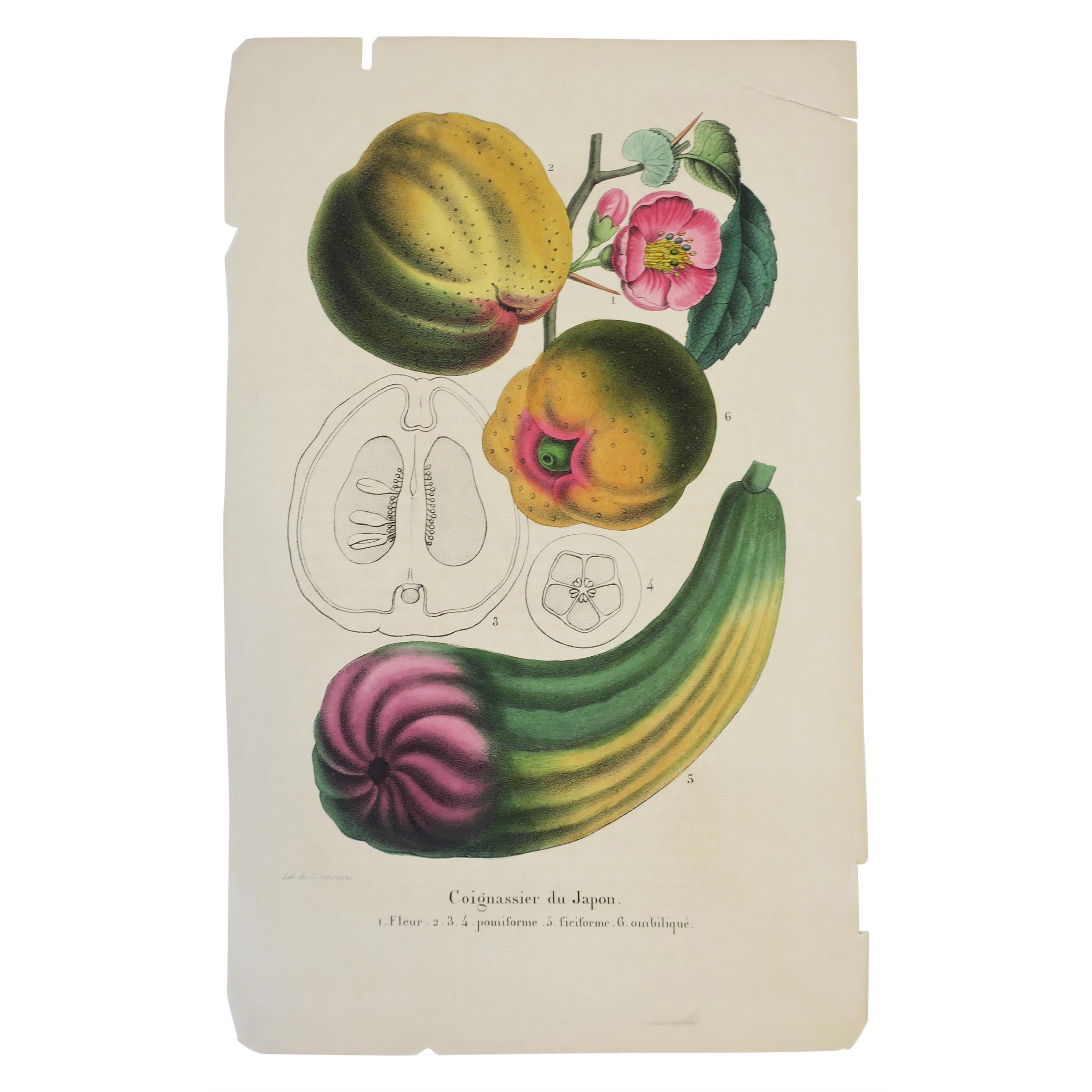 European Exotic Fruit Botanical Wall Art Lithograph, 19th Century For Sale