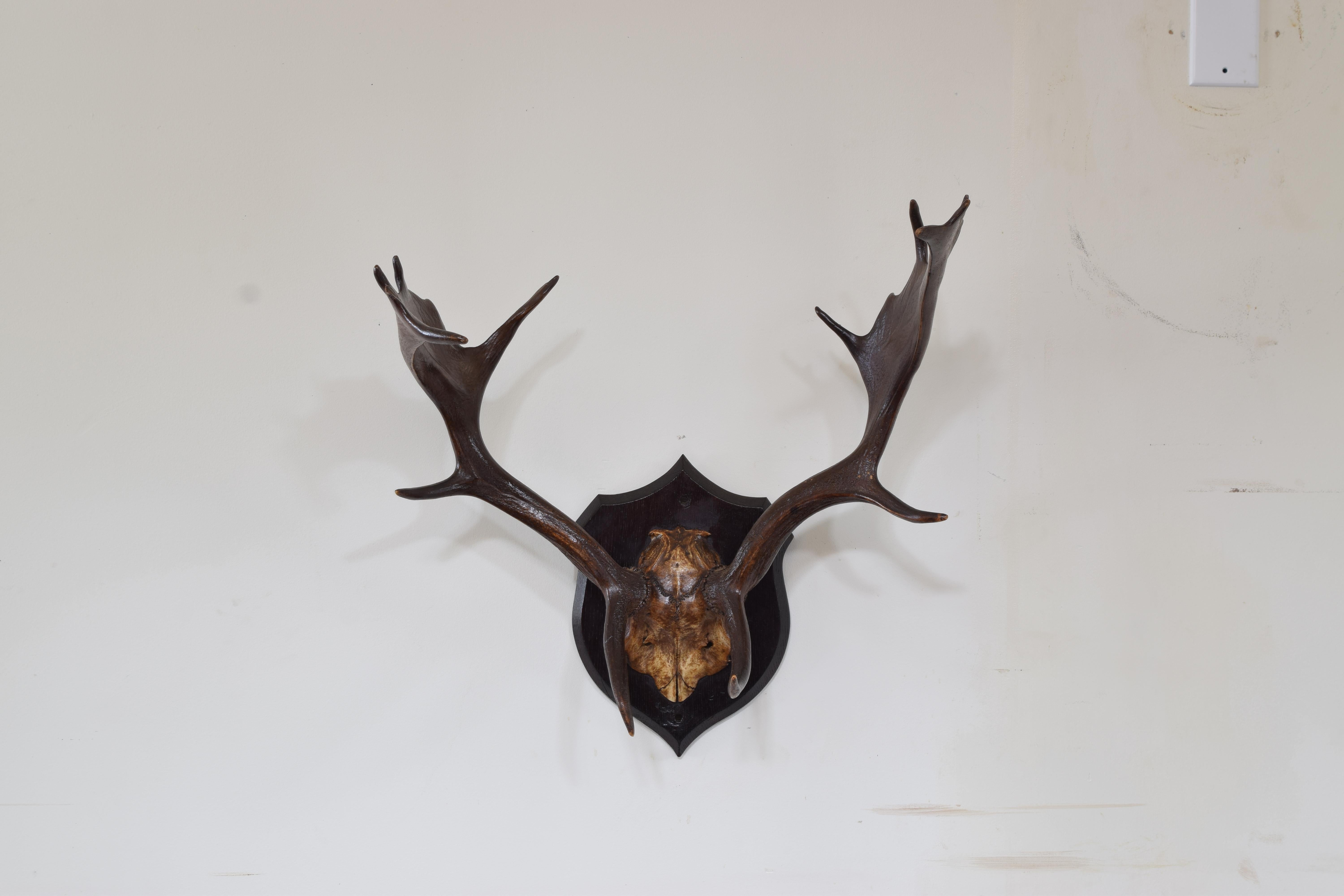 Interestingly shaped fallow deer antlers, well patinated and mounted on a shaped dark oak shield-form backplate.