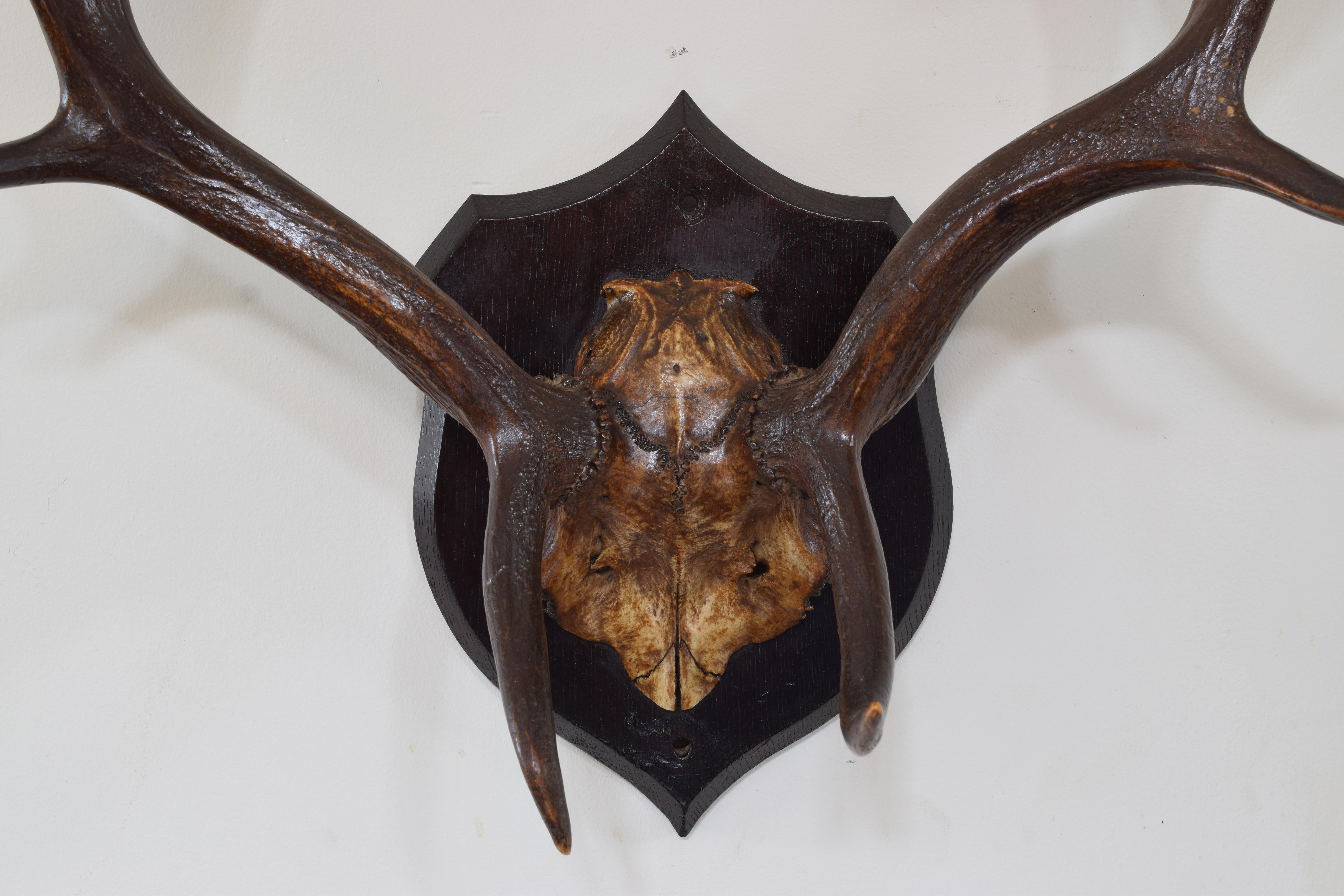 European Fallow Deerhorn Mount on Dark Oak Backplate, Early 20th Century For Sale 1