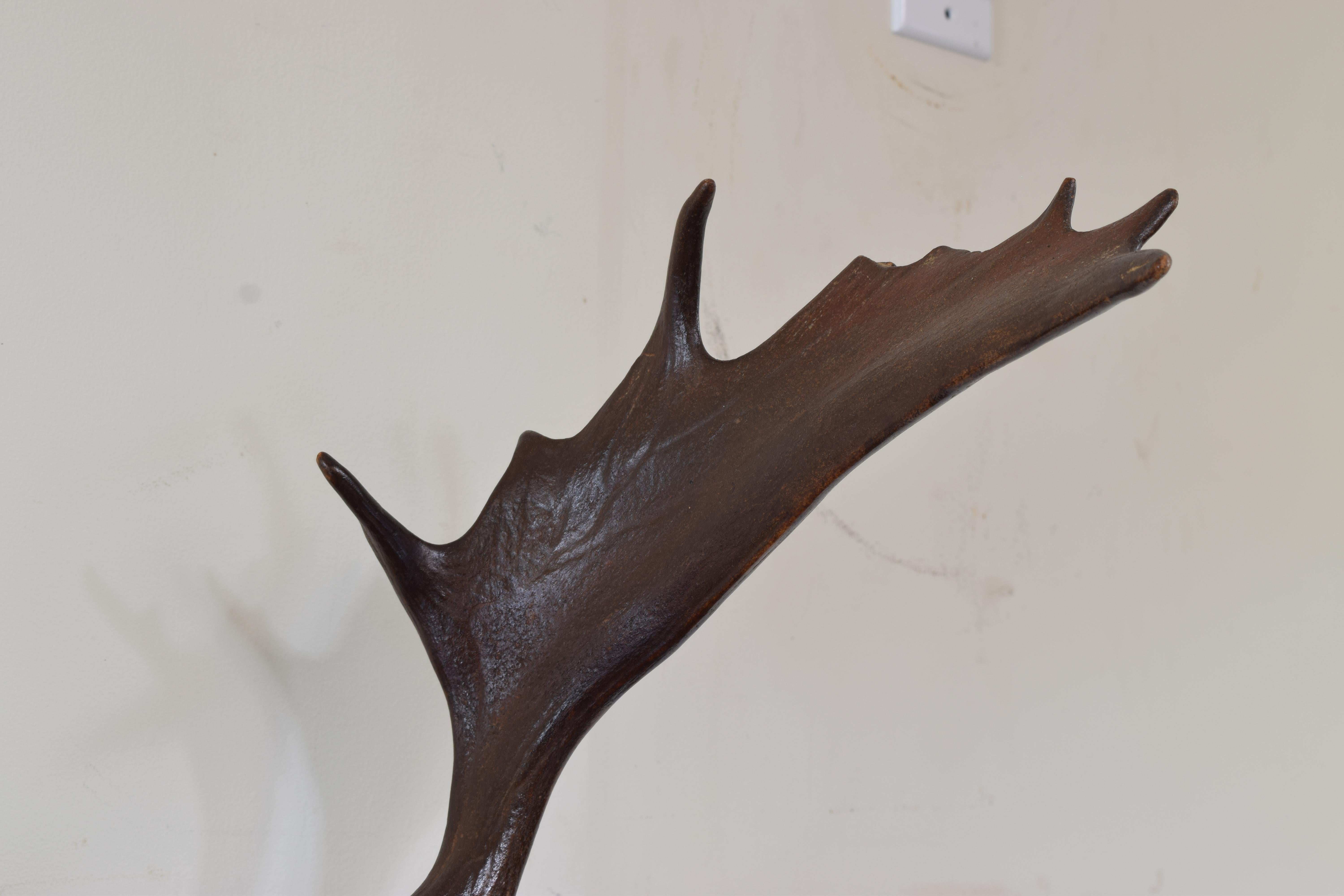 European Fallow Deerhorn Mount on Dark Oak Backplate, Early 20th Century For Sale 2