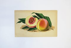 European Fruit Peach Botanical Wall Art Chromo, circa 19th Century