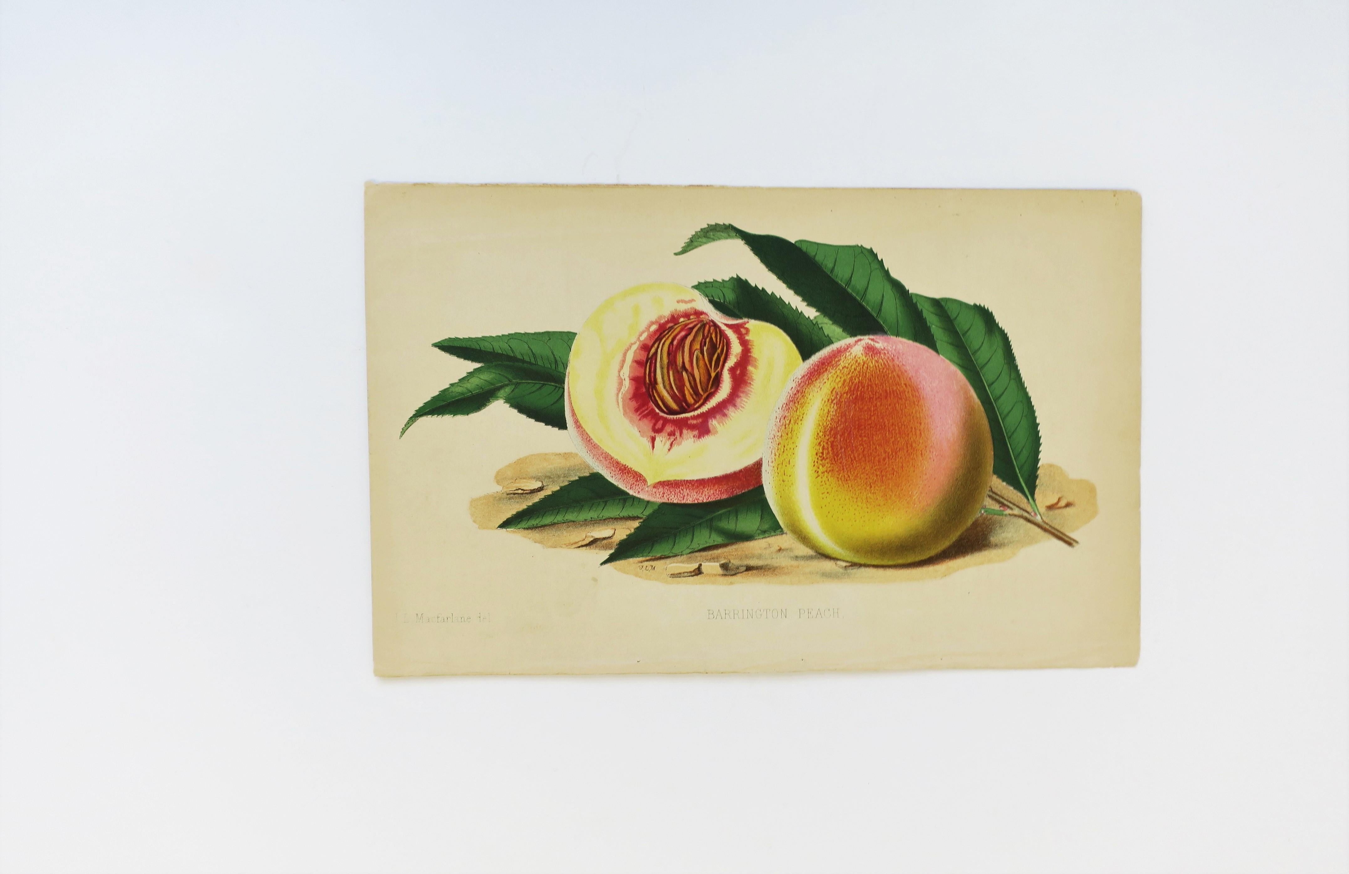 French European Fruit Peach Botanical Wall Art Chromo, circa 19th Century For Sale