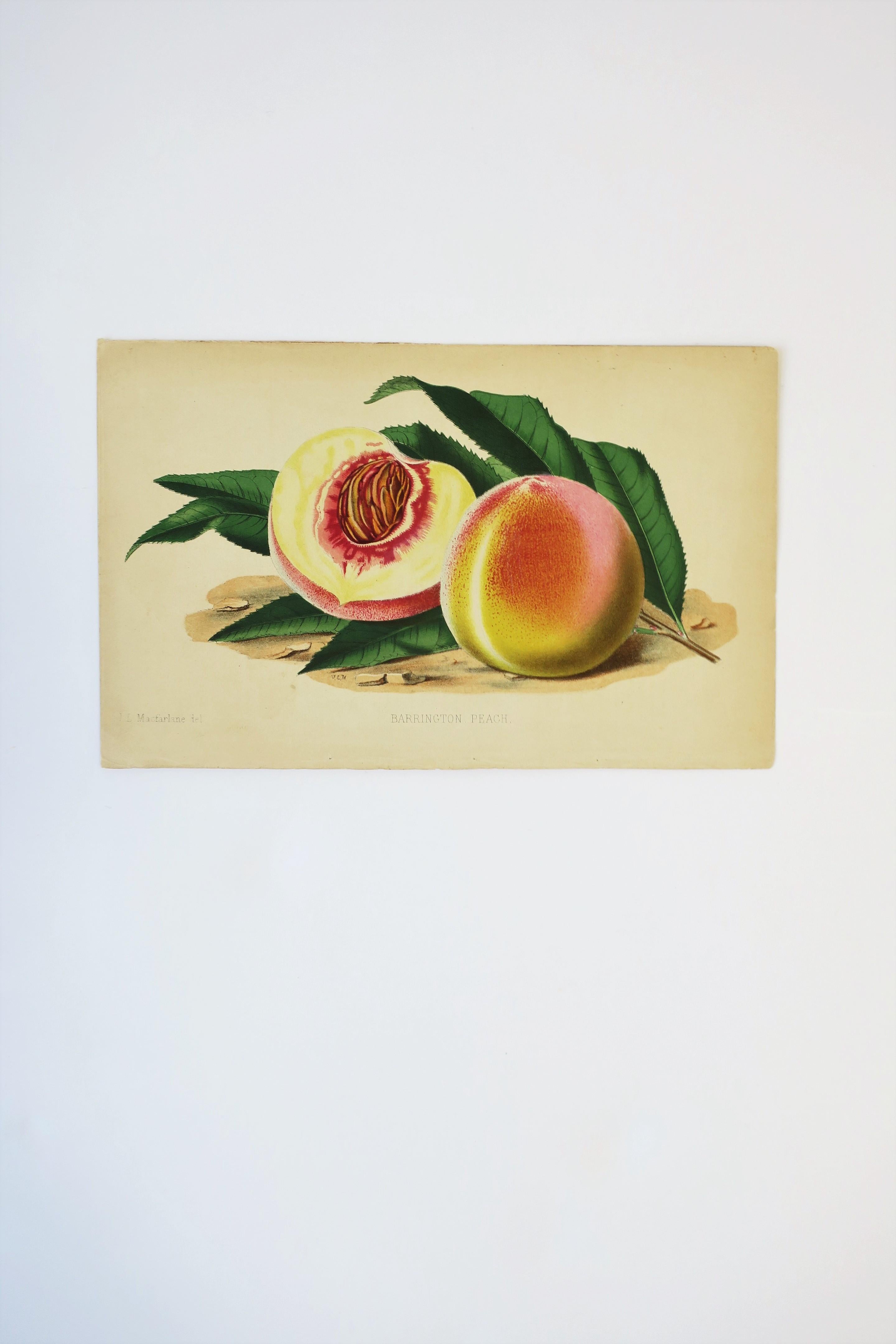 Pressed European Fruit Peach Botanical Wall Art Chromo, circa 19th Century For Sale